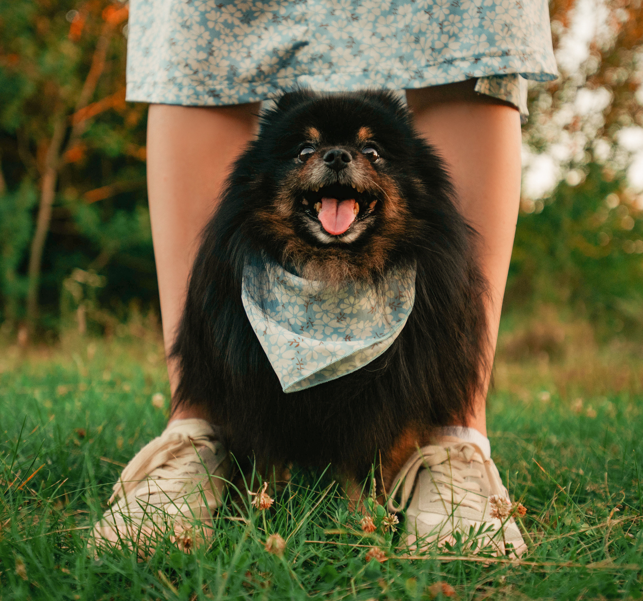 Вика и Рик на закате. Фотограф — анималист Саратов/Москва|Плужникова Юлия