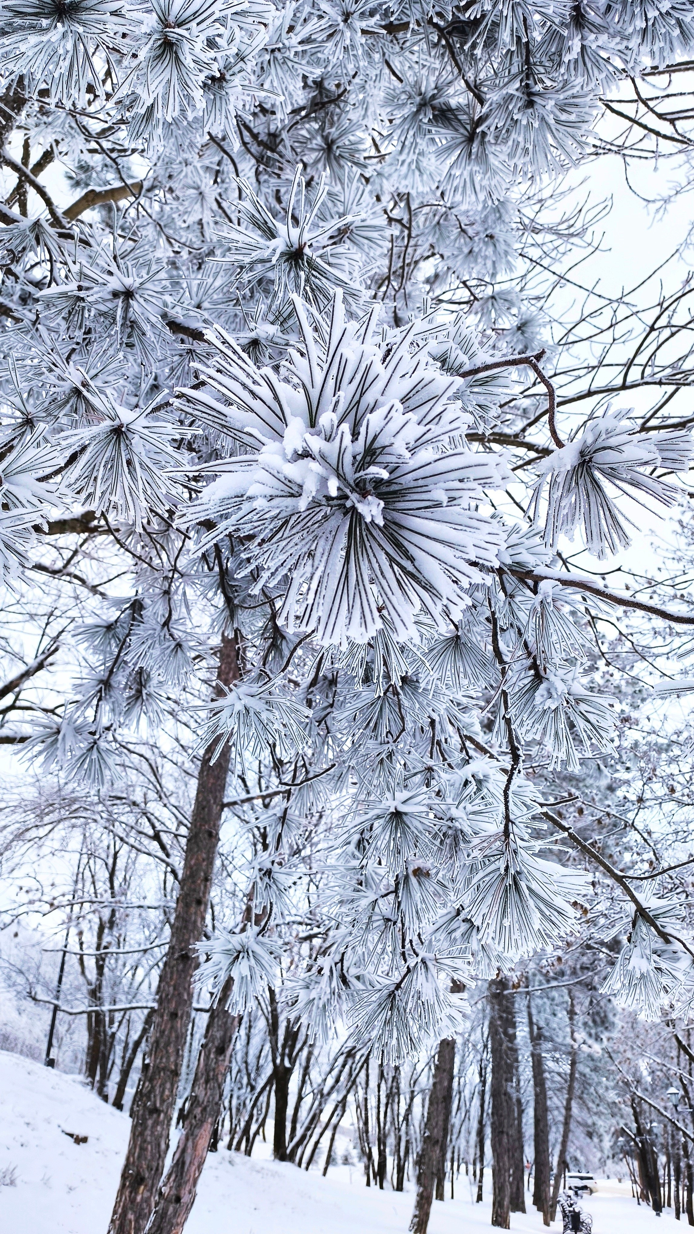 По-настоящему зимний Пятигорск. Фотосайт Андрея Прокопенко