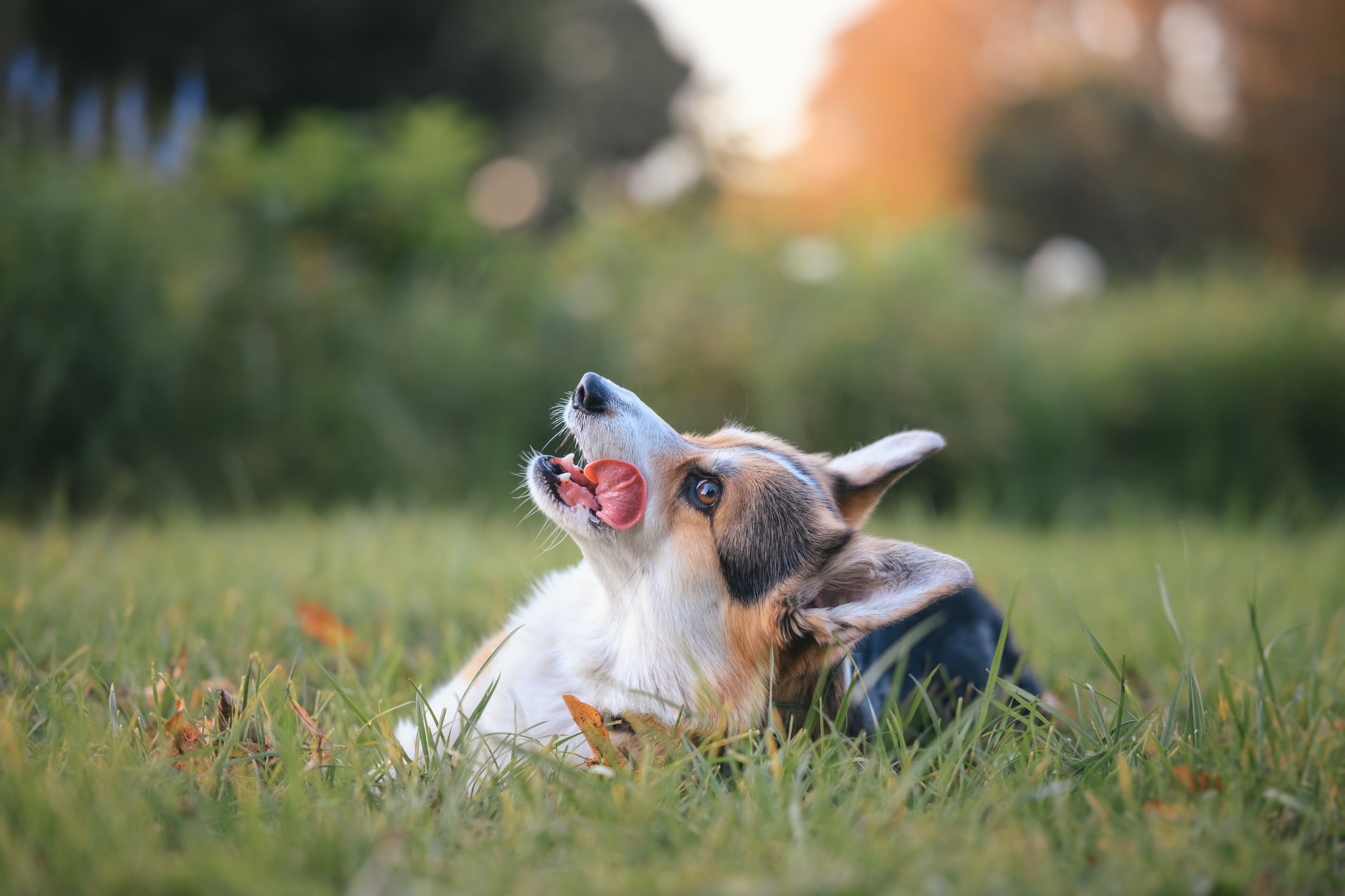 Фотограф Анималист в Москве Анастасия Жучкова