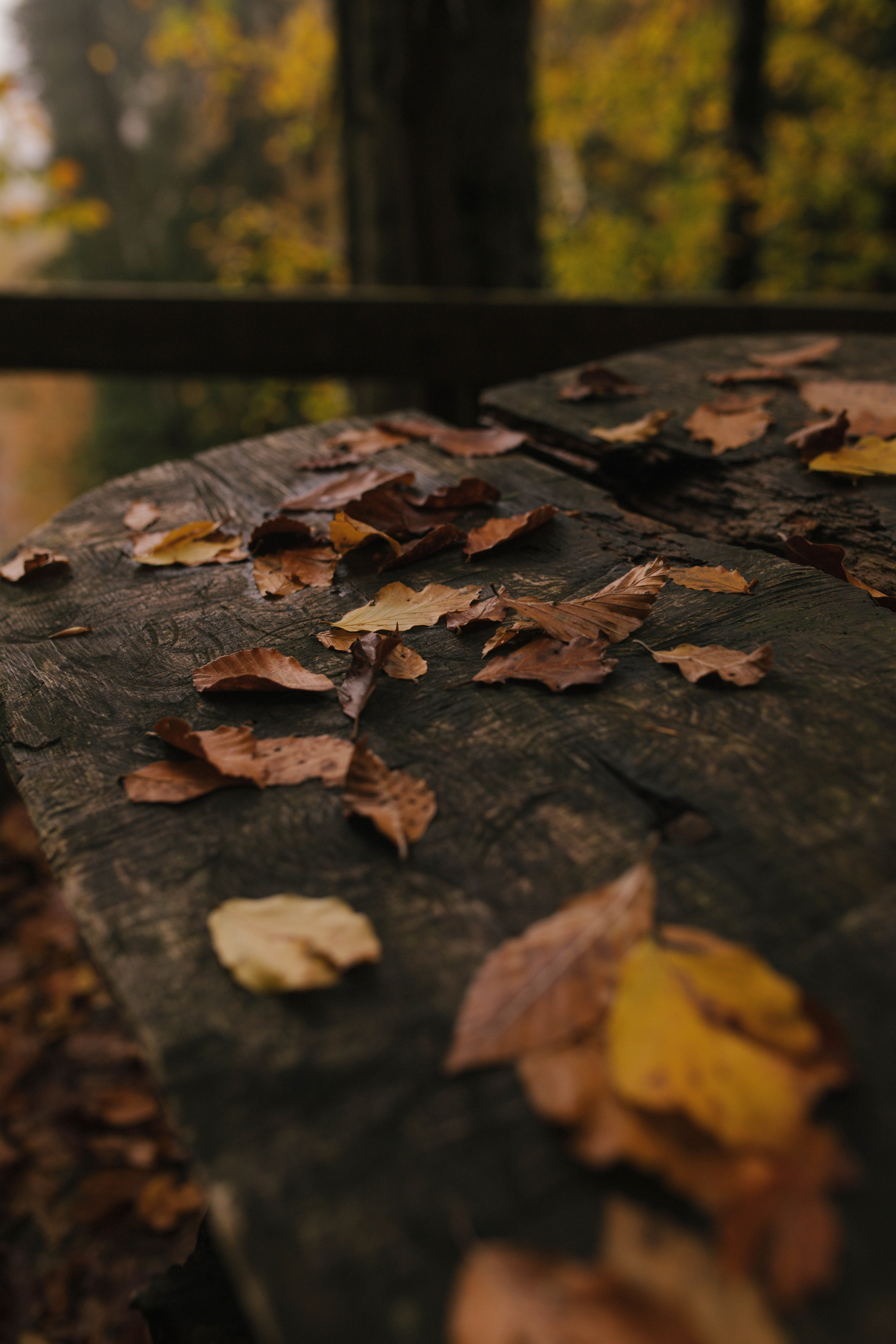 Фотограф Каролина