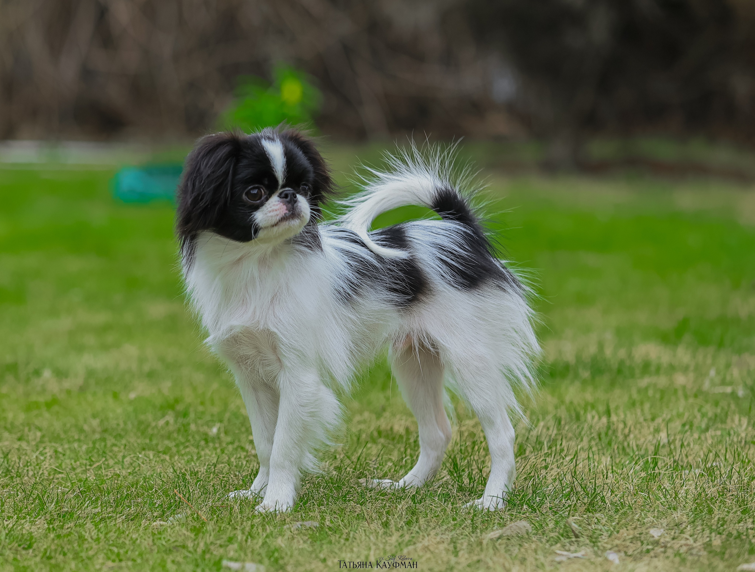 Японский хин, фотография японский хин, собака в цветах, красивая собака, фотограф анималист, фотокурс Анималистика, научиться фотографировать собак, фотограф Новосибирск