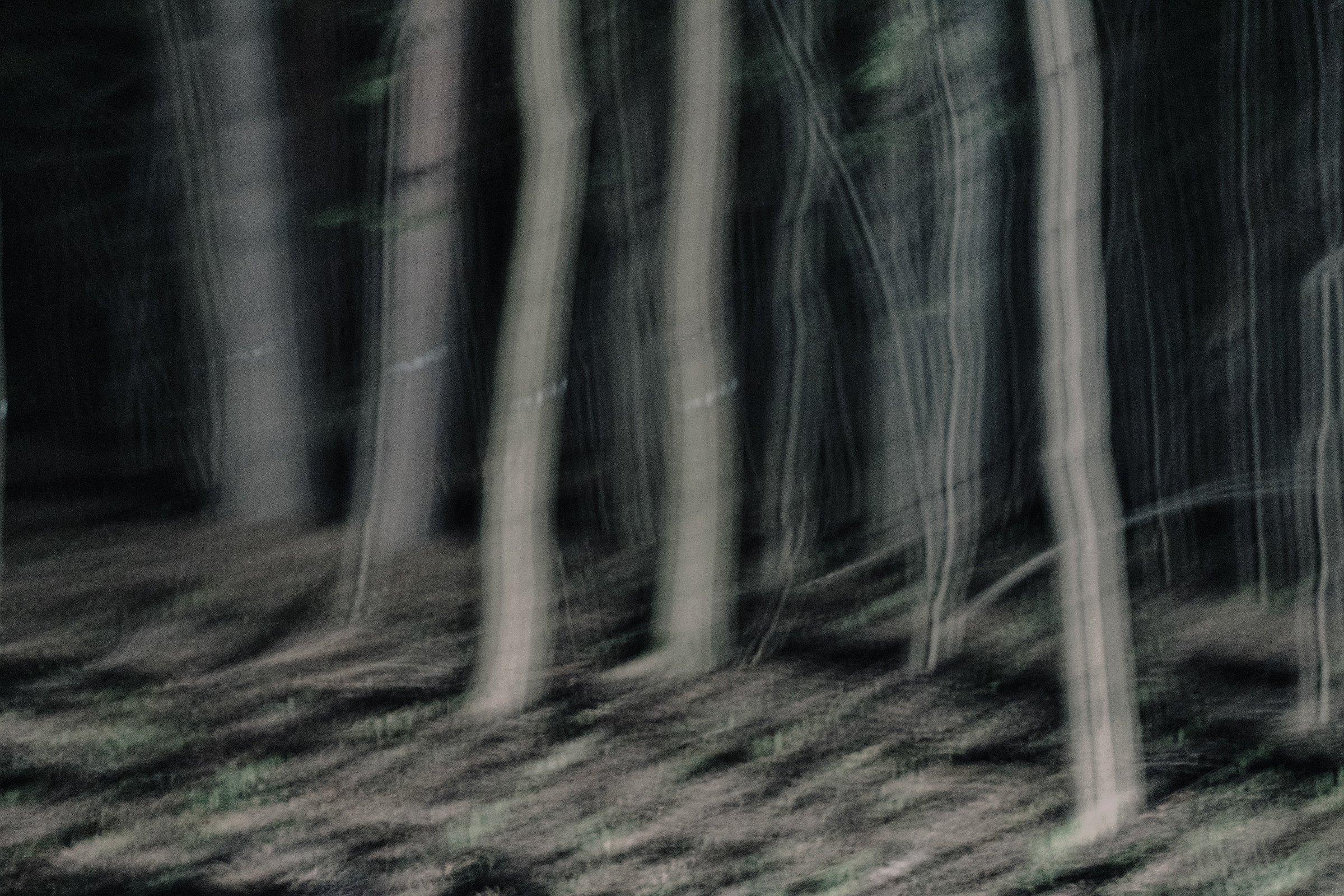 Nocturnal Animals. Mixed-media artist