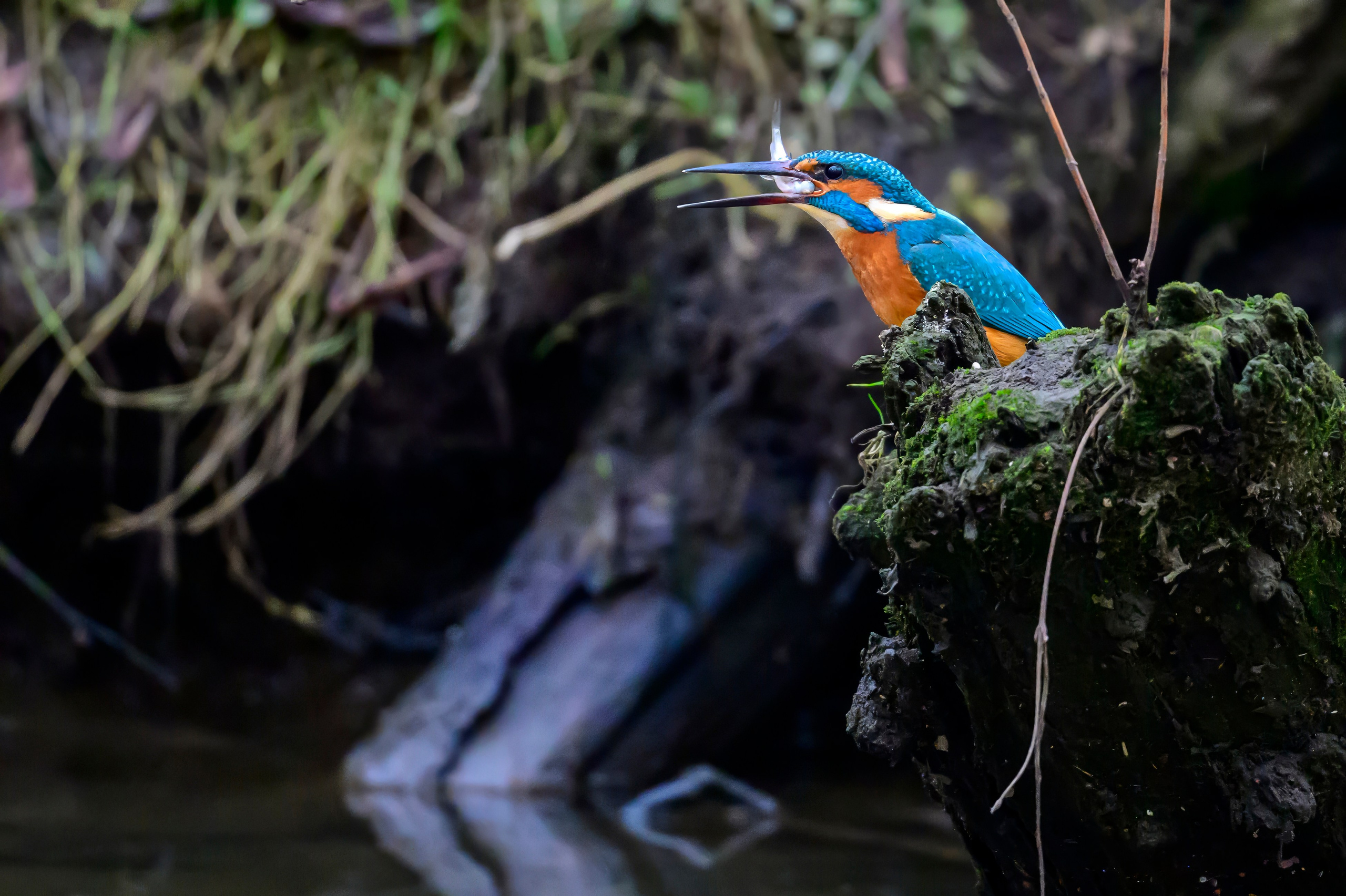 Зимородок KingFisher. Фотограф Сергей Пупонин
