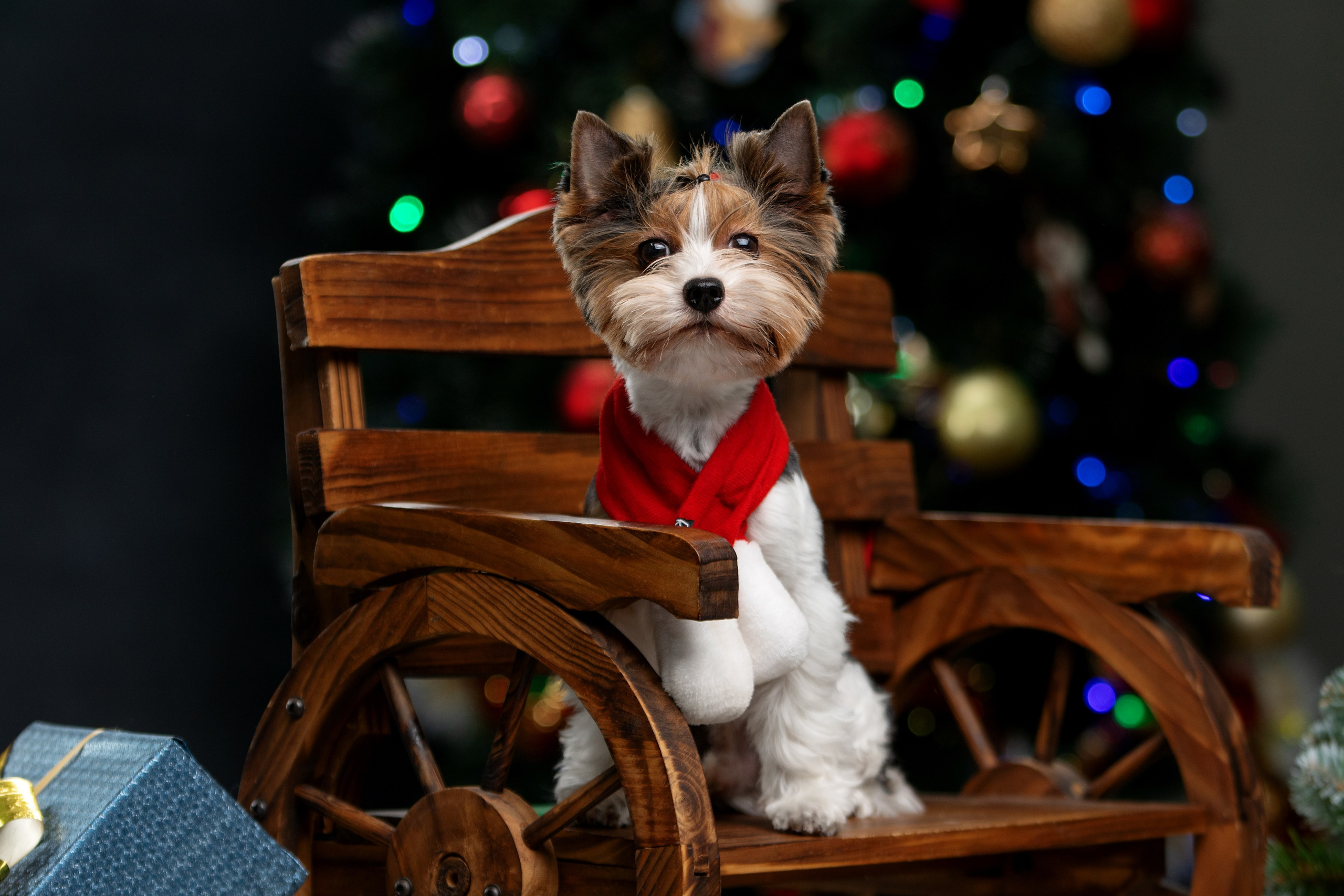 Новогодняя съемка для Илона, Чарли и Джейсона. Фотограф-анималист Юлия Зубкова