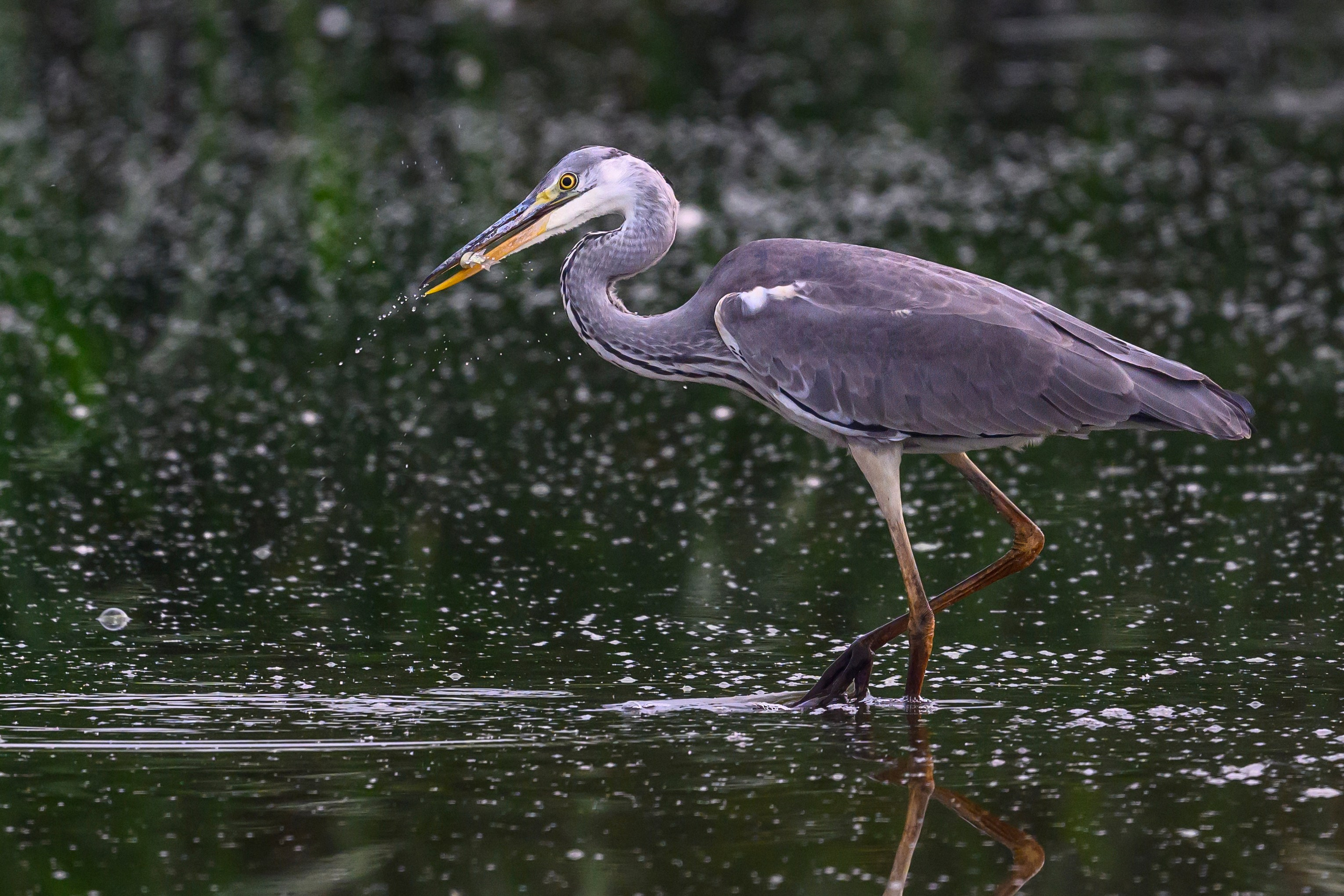 Рыбалка цапли. Fishing of the Heron. Фотограф Сергей Пупонин