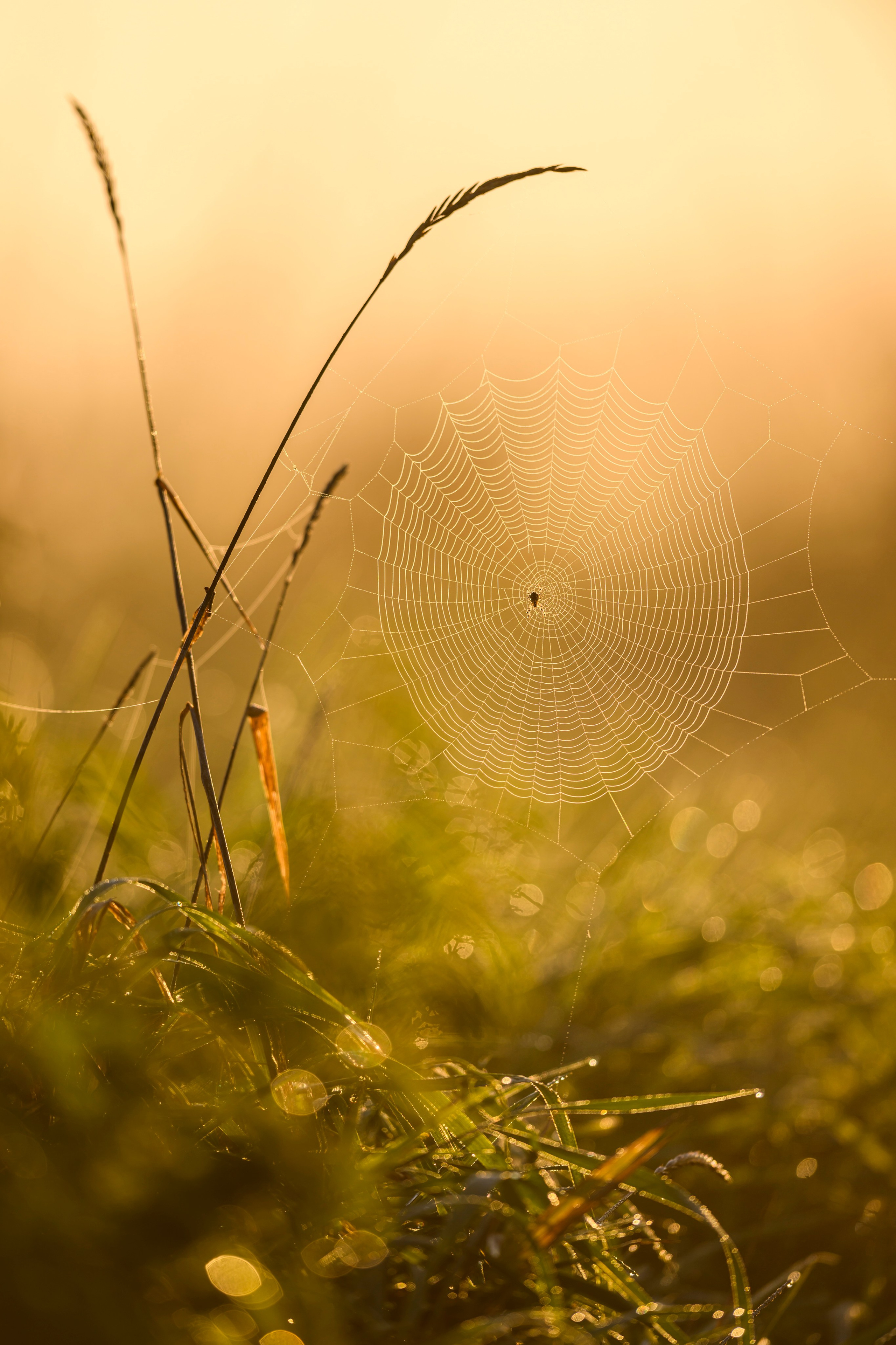 Пусто | Nothing. Wildlife photography by Sergey Puponin