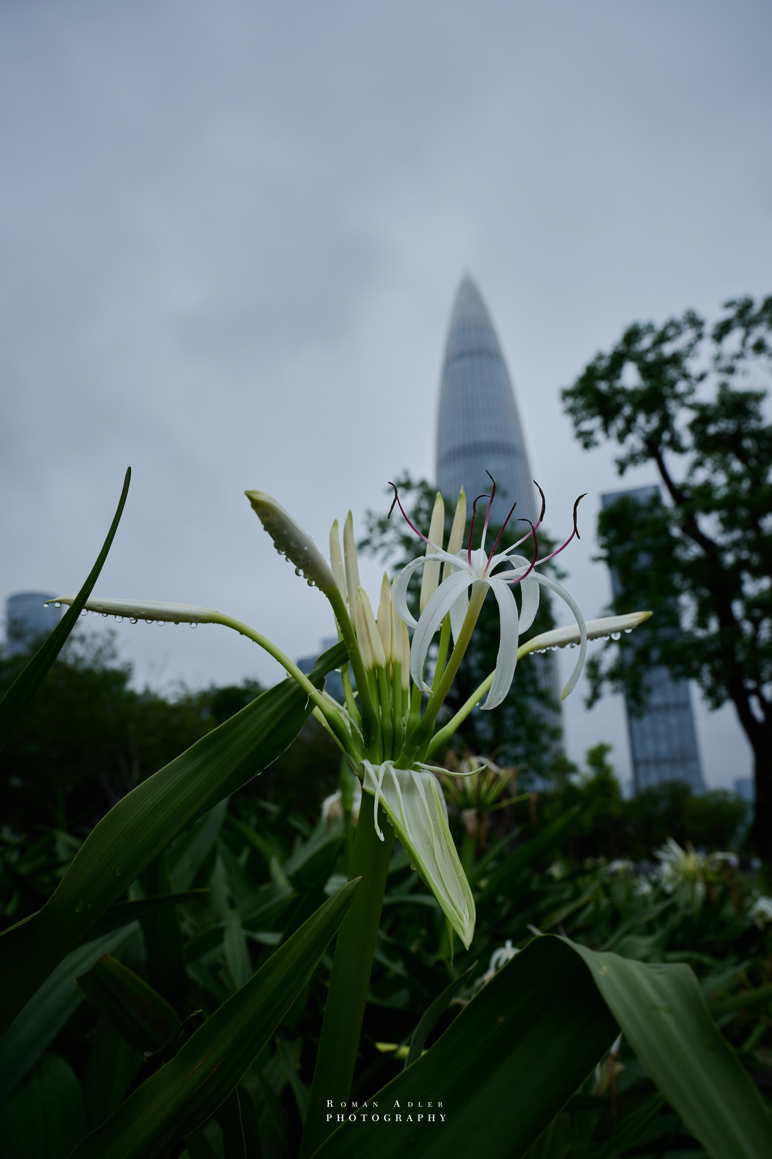 Shenzhen: The Story of a Fishing Village That Became a City of the Future