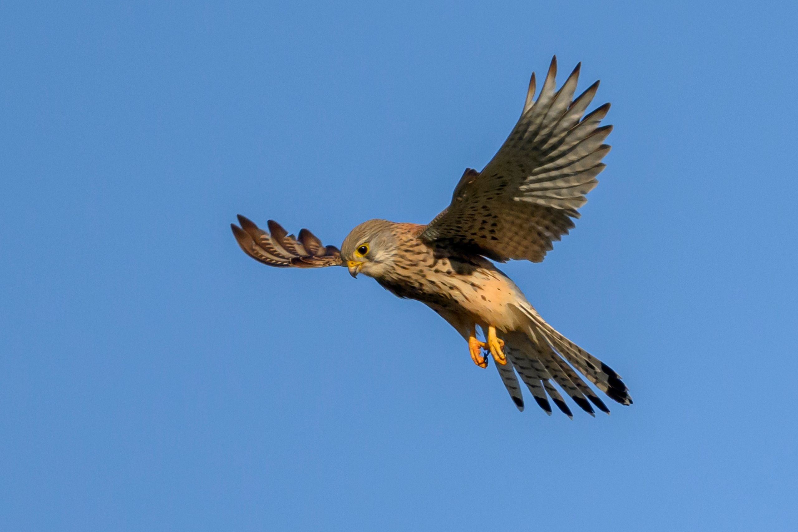 Пустельга, коршун, цапли. Wildlife photography by Sergey Puponin