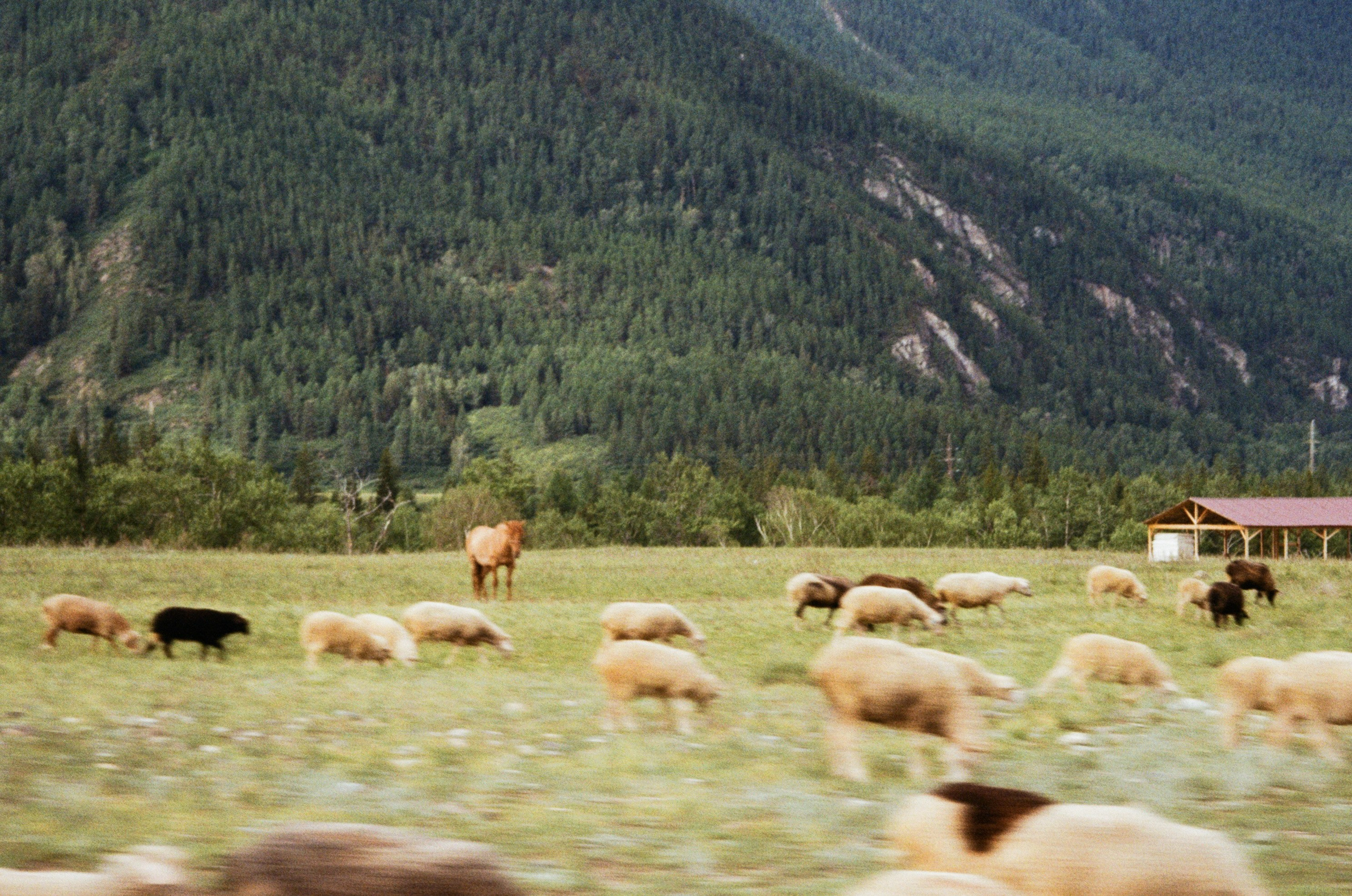 Пленочный фотограф в Москве Екатерина Кубряк