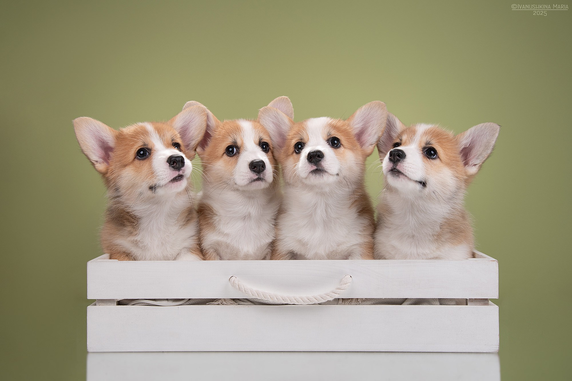 Фотосессия щенков на фонах. Фотограф собак в Москве и Московской области Иванушкина Мария