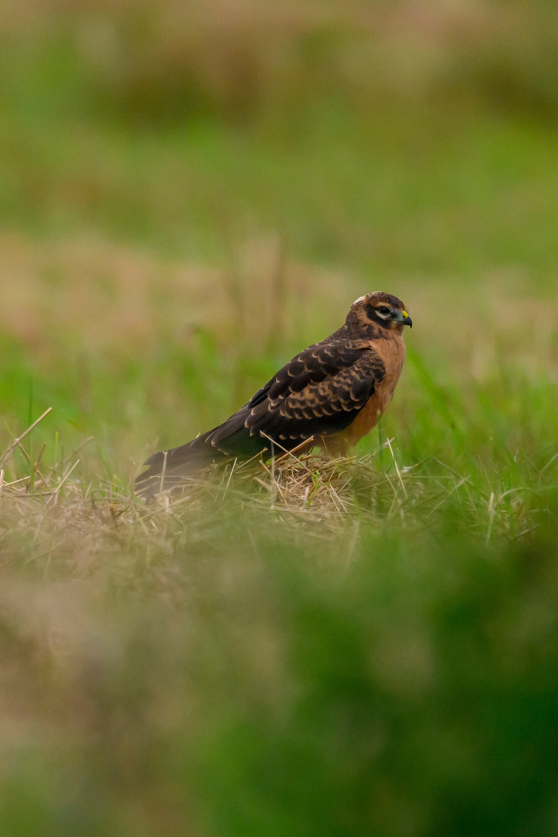 Журавли опять мимо. The cranes are passing by again. Фотограф Сергей Пупонин