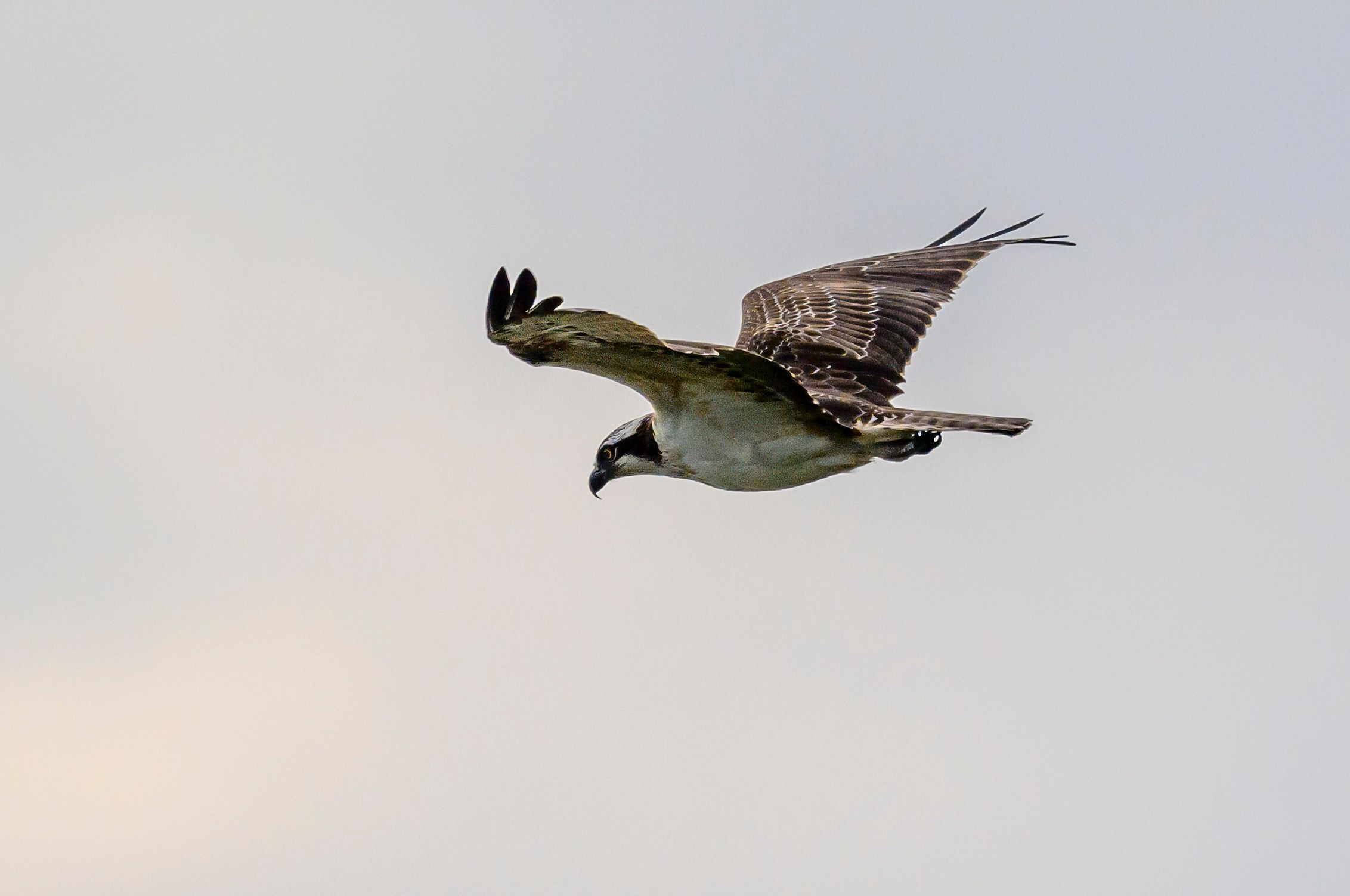 Скопа. Osprey. Wildlife photography by Sergey Puponin