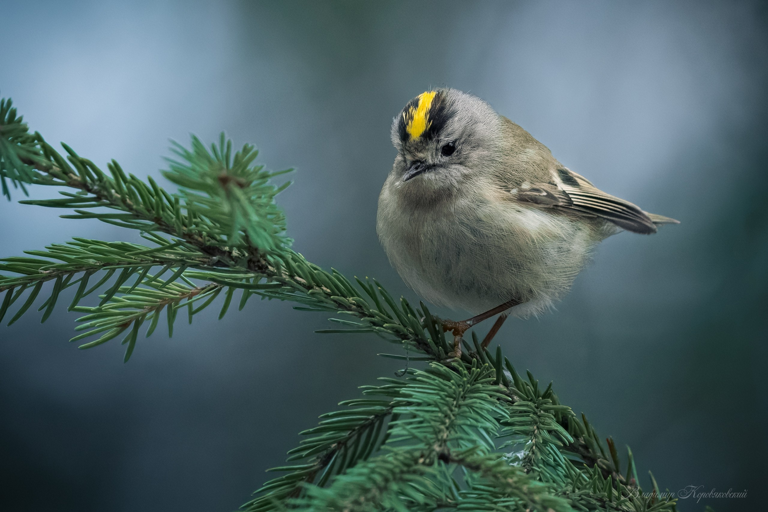 Фотограф Владимир Коровяковский