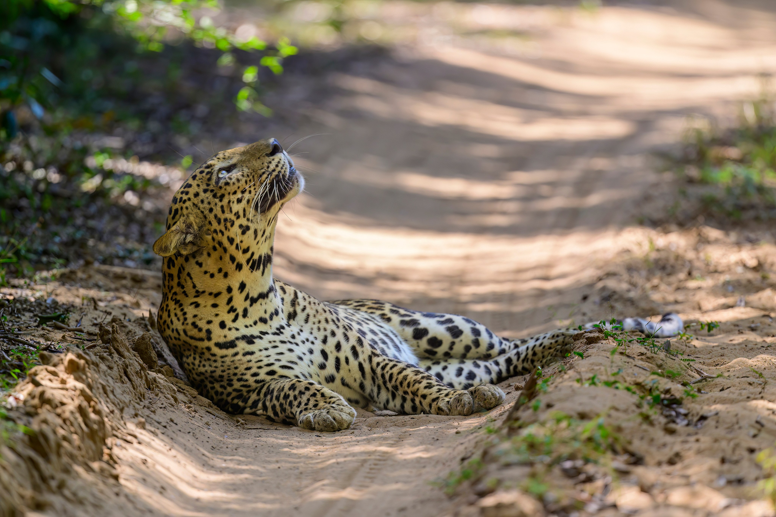 Большие кошки | Big cats. Фотограф Сергей Пупонин