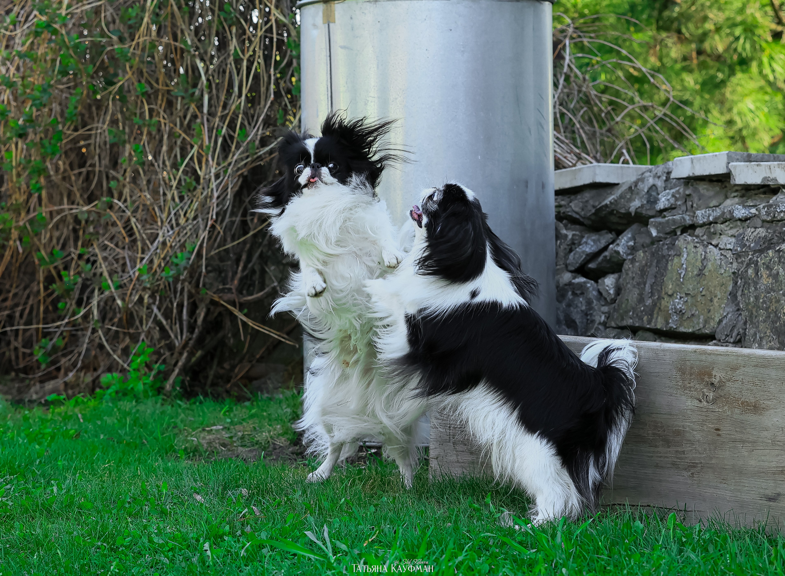 Японский хин, фотография японский хин, собака в цветах, красивая собака, фотограф анималист, фотокурс Анималистика, научиться фотографировать собак, фотограф Новосибирск