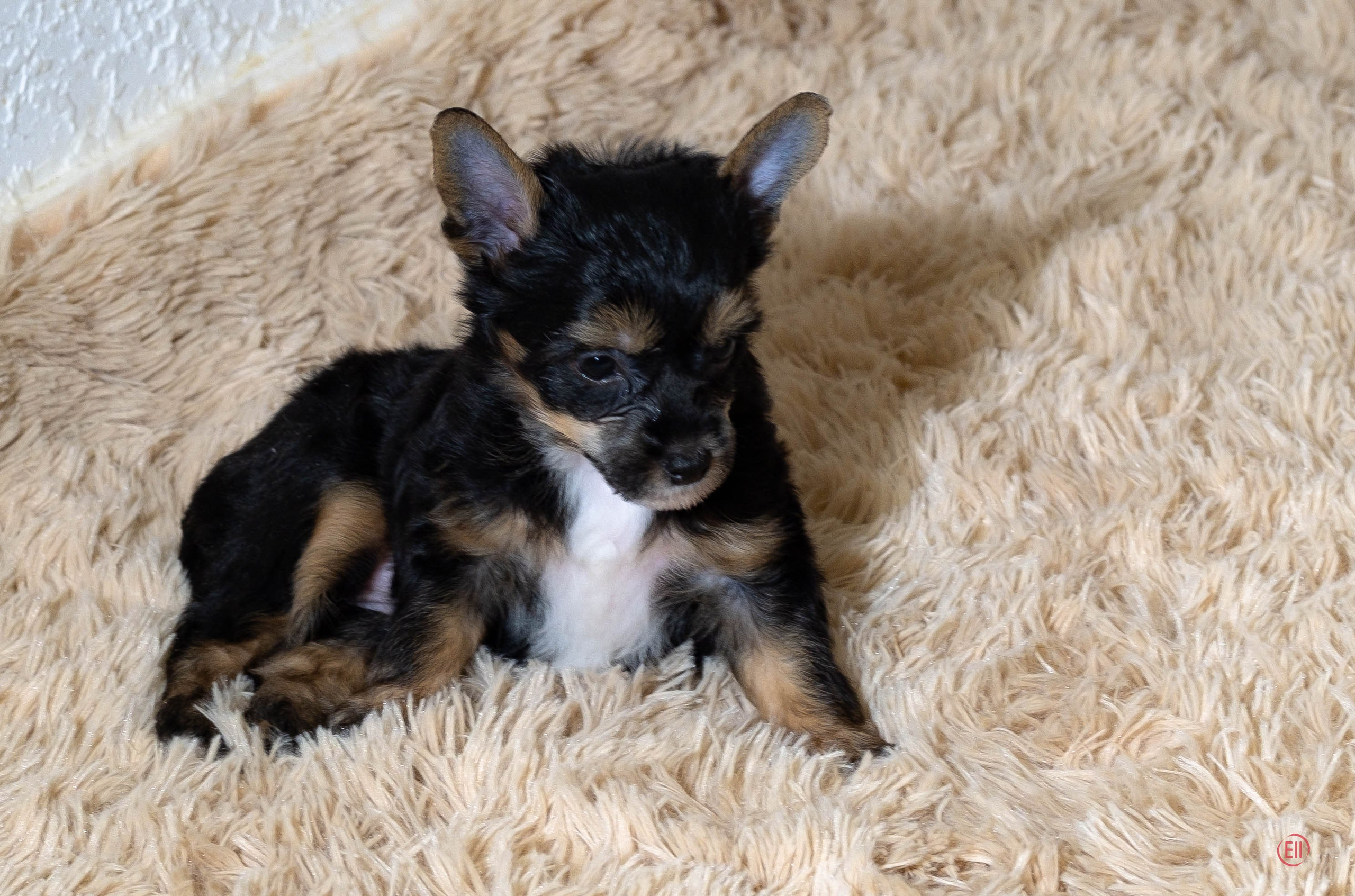 Poale Ell Grace. Chinese Crested Dog Kennel Poale Ell