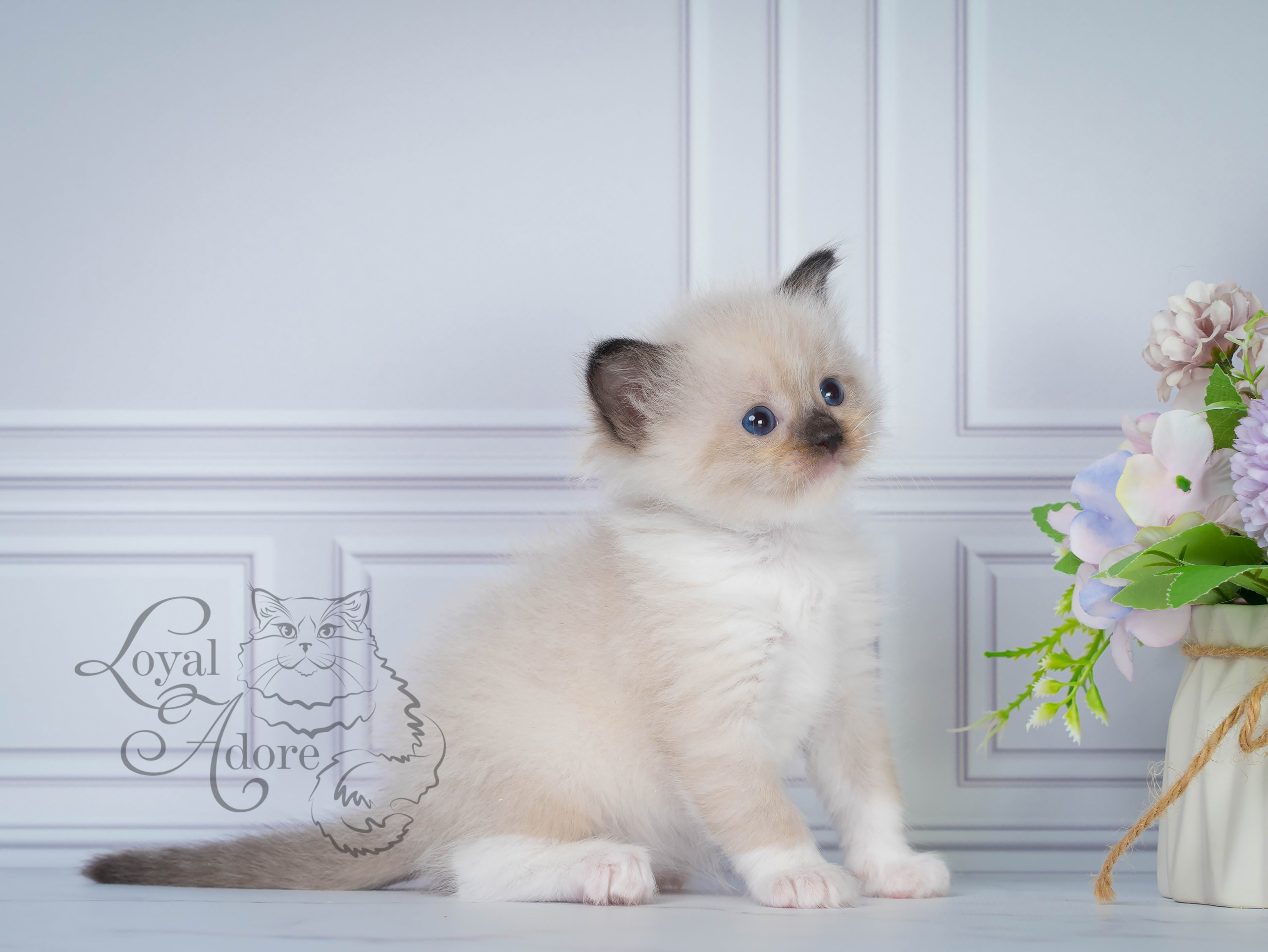 Все свободные котята. Питомник рэгдолл Loyal Adore