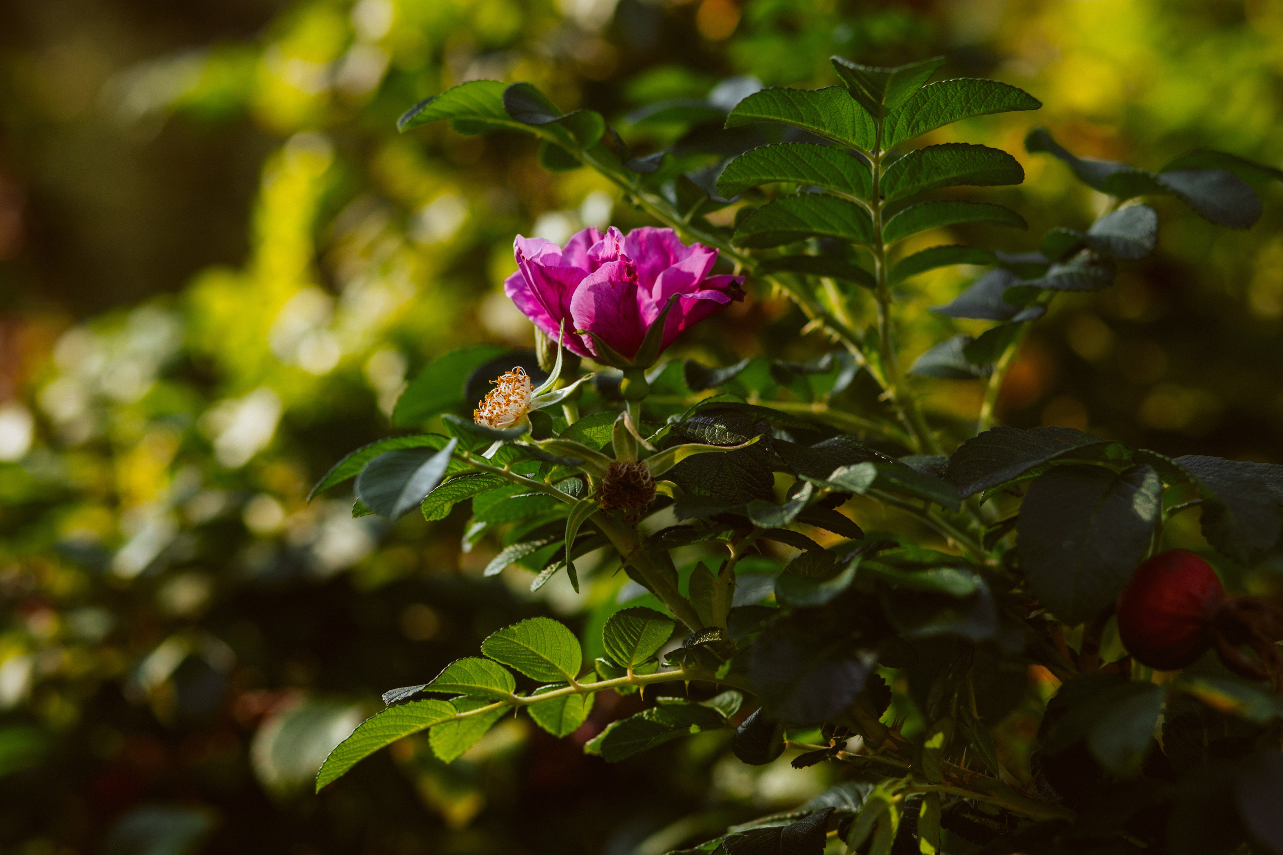 ФОТОСЕССИЯ В ПЕТЕРГОФЕ. ГДЕ СНИМАТЬ В ПЕТЕРГОФЕ