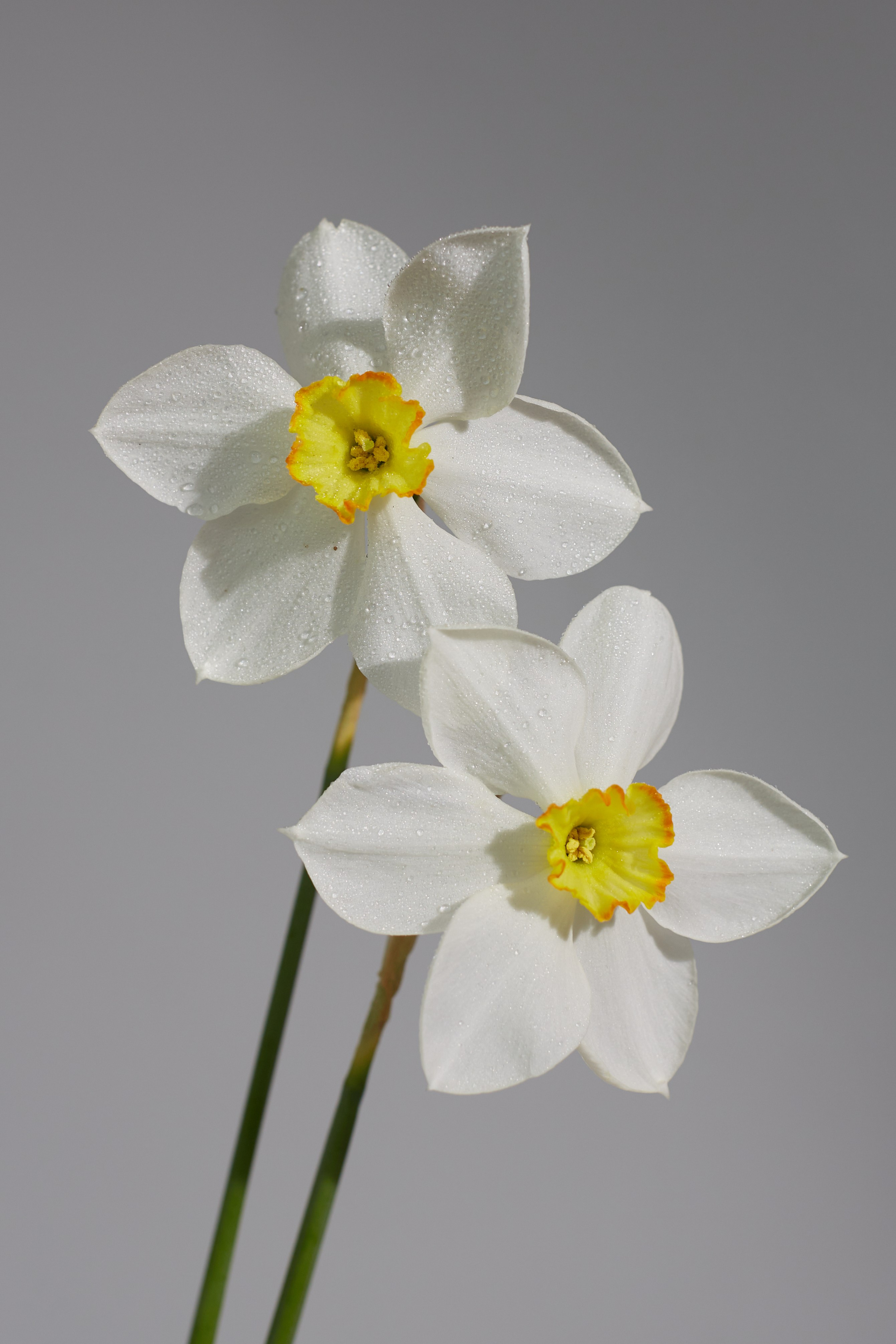 HEYDAY. Daria Blinova