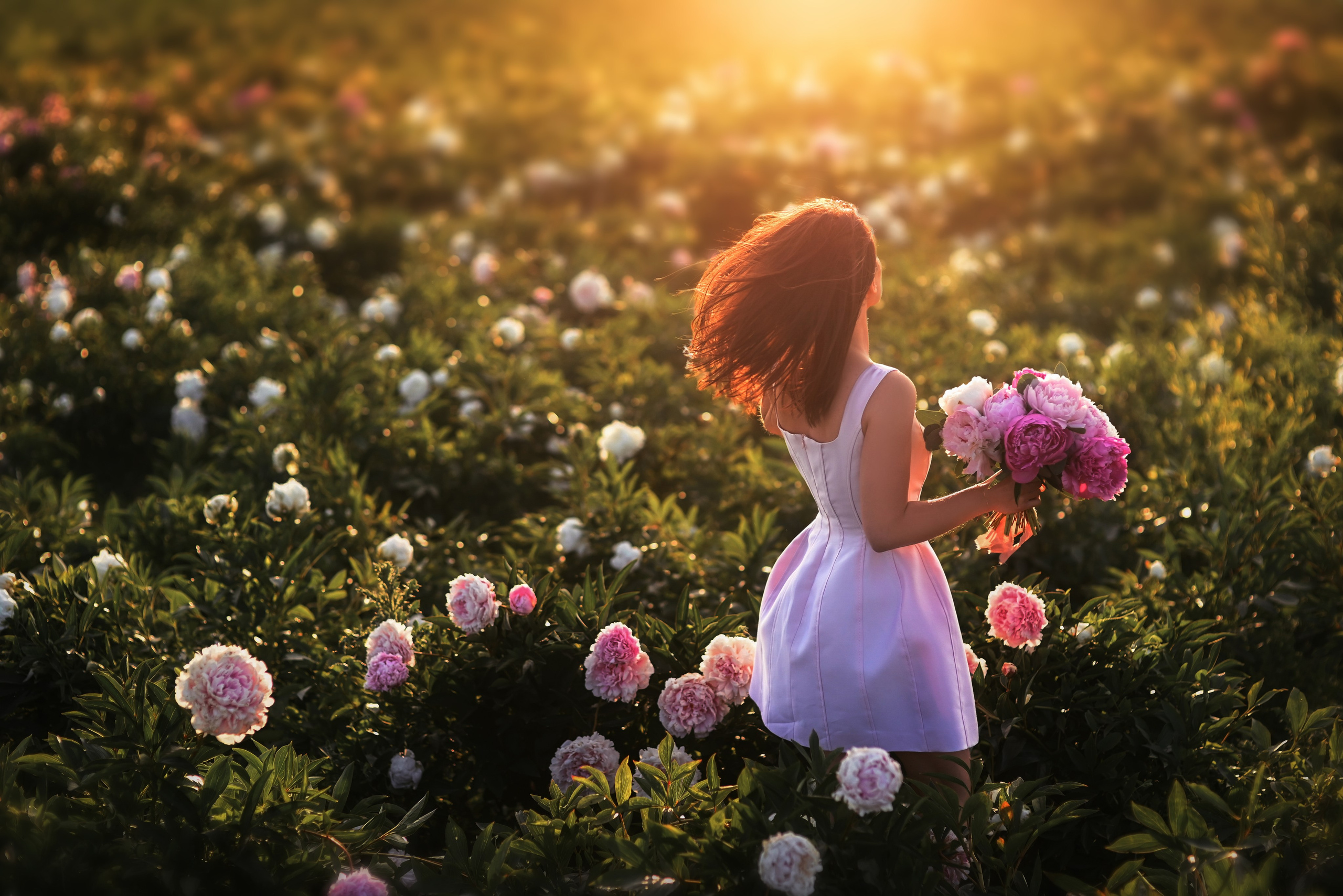 Champs de pivoines. Photographer in Provence Julia Lipiainen
