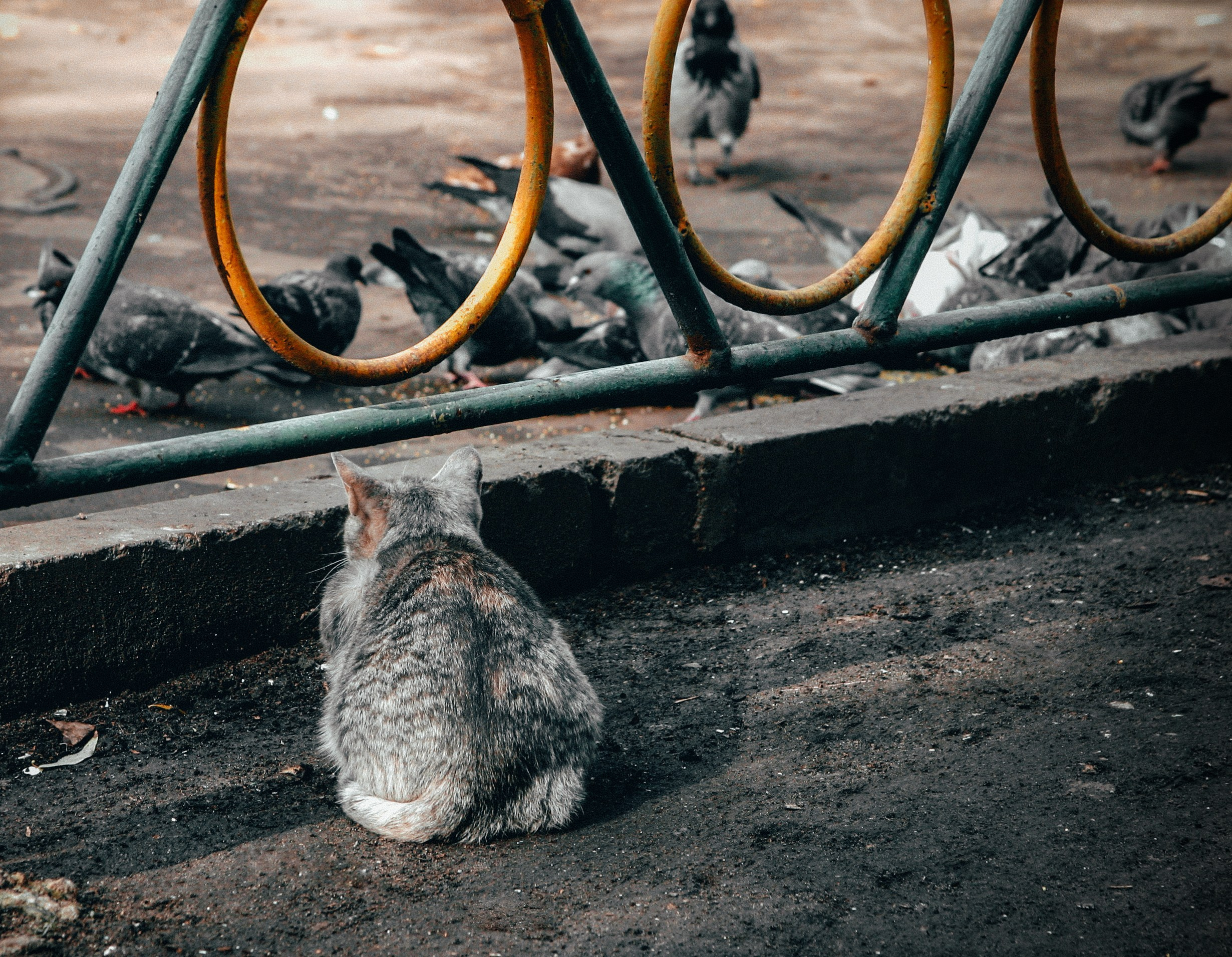 Снимки из прошлого. Фотограф в Москве, Георгий Бучукури