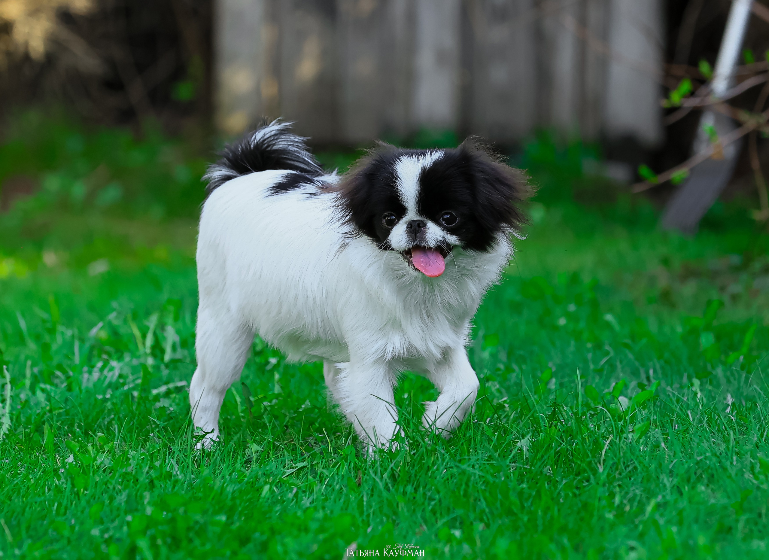 Японский хин, фотография японский хин, собака в цветах, красивая собака, фотограф анималист, фотокурс Анималистика, научиться фотографировать собак, фотограф Новосибирск