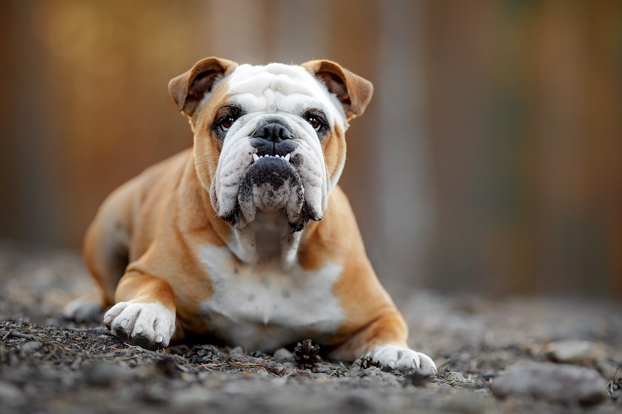 Фотограф-анималист Mary Mart — Москва, Питер