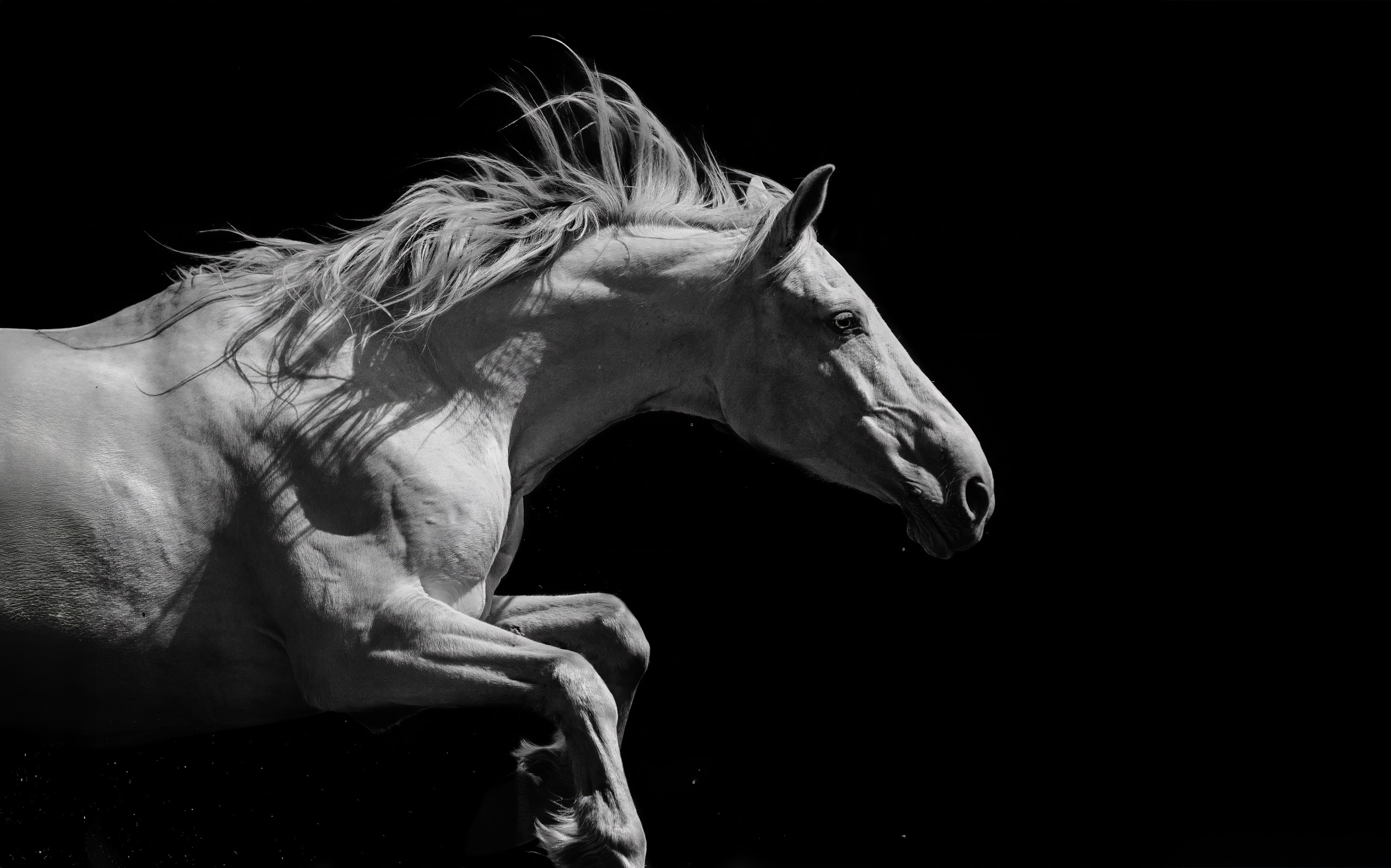 Фотограф-анималист Ксендзова Кристина