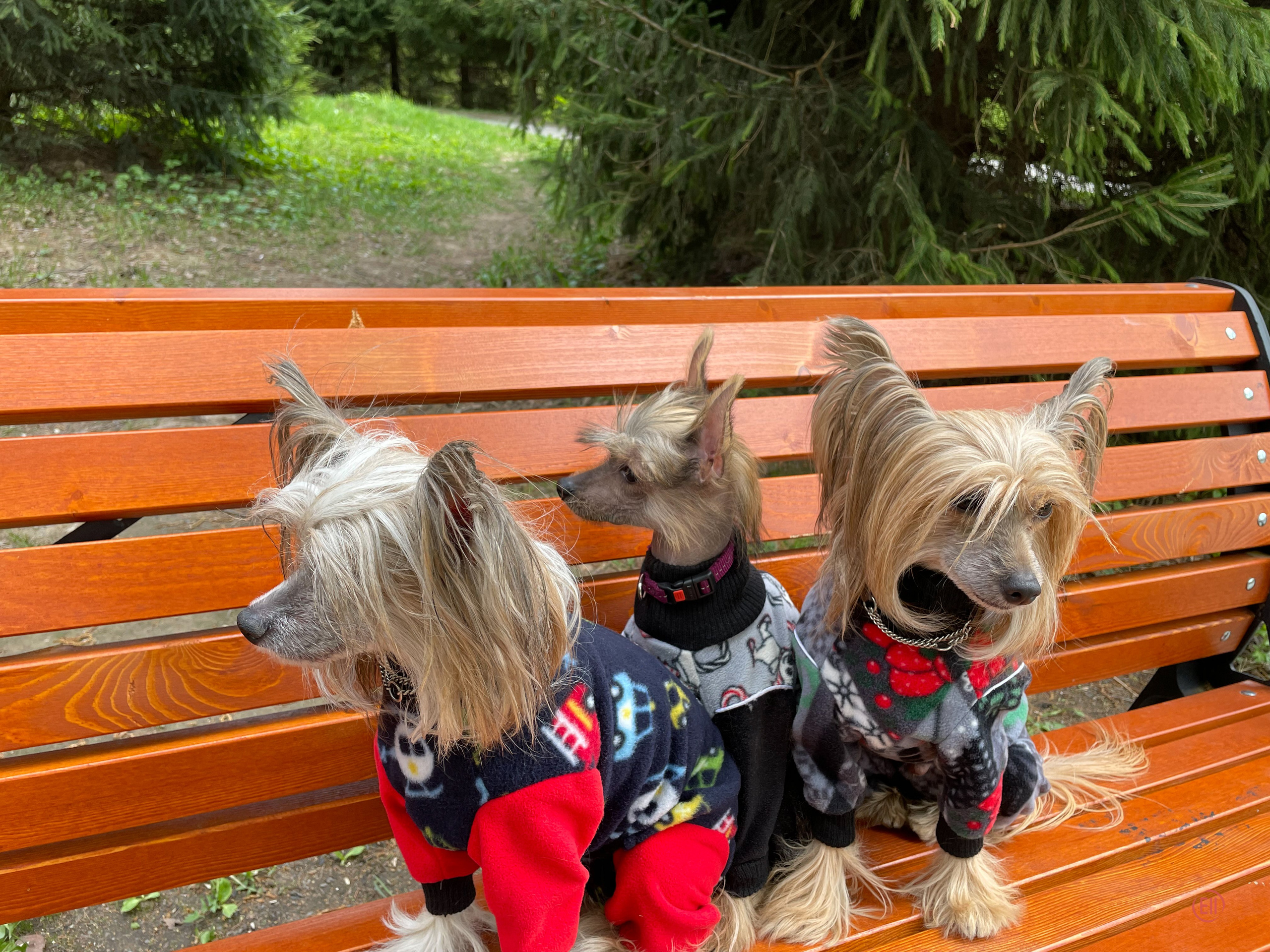 Emma, first time in the park. Poale Ell Chinese Crested Dog Kennel: Buy a puppy from the kennel