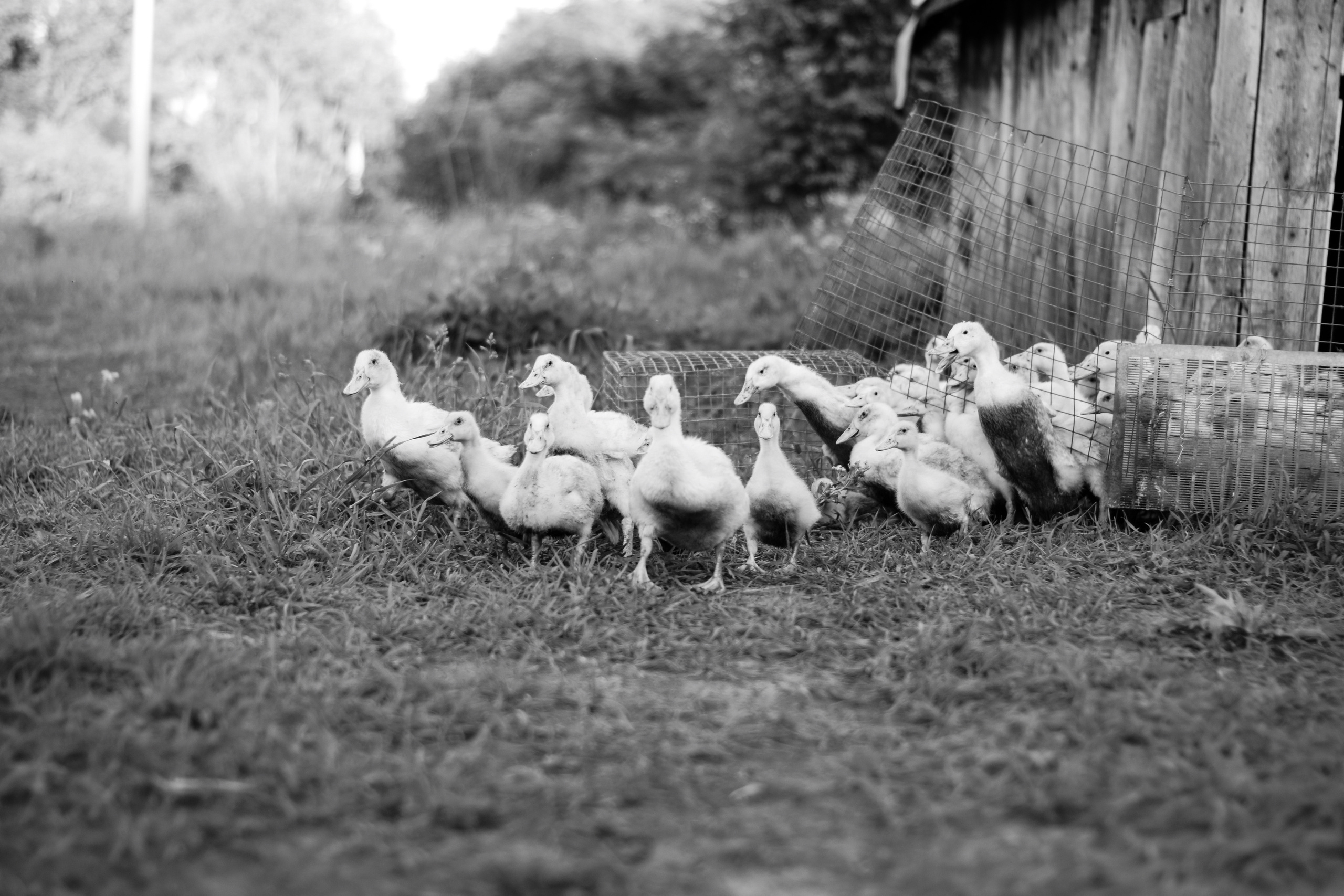 NOISE, LAUGHTER AND VOCATION. Victoria Ovchinnikova