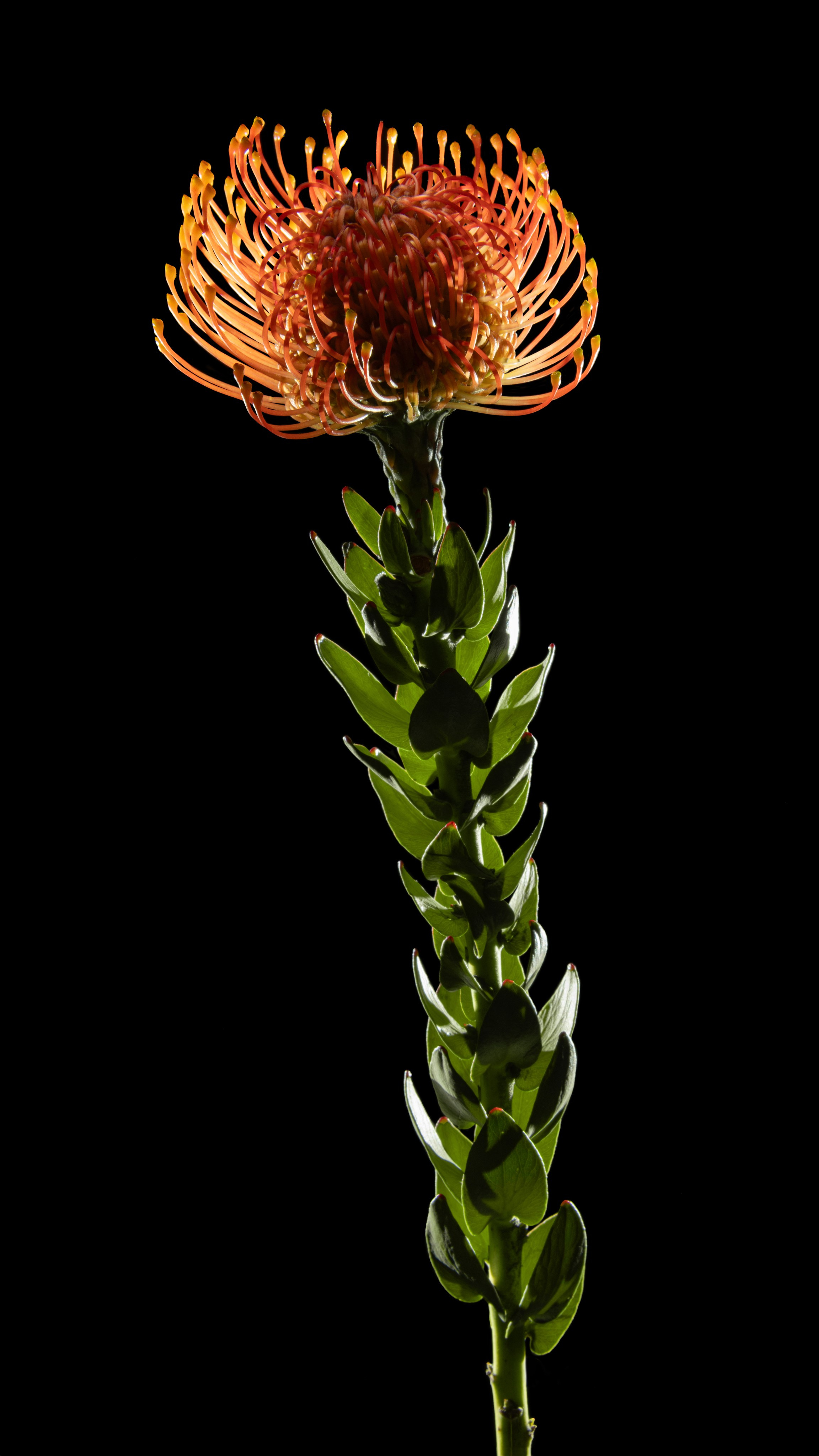 Проекты. Sakunov Photo