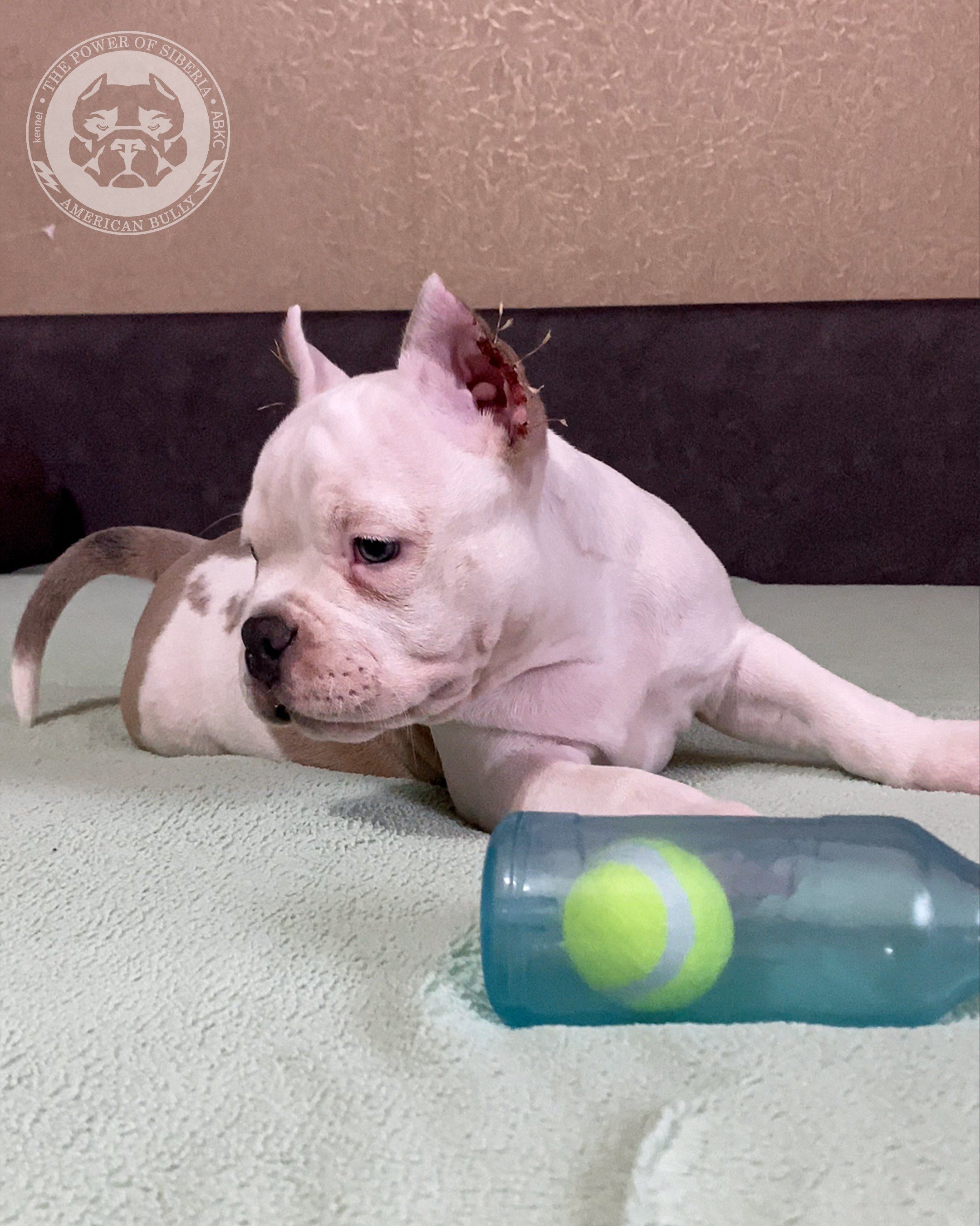 Помет Турук и Мия 13.12.25. Американский Булли в г. Ростов-на-Дону. Питомник THE POWER OF SIBERIA