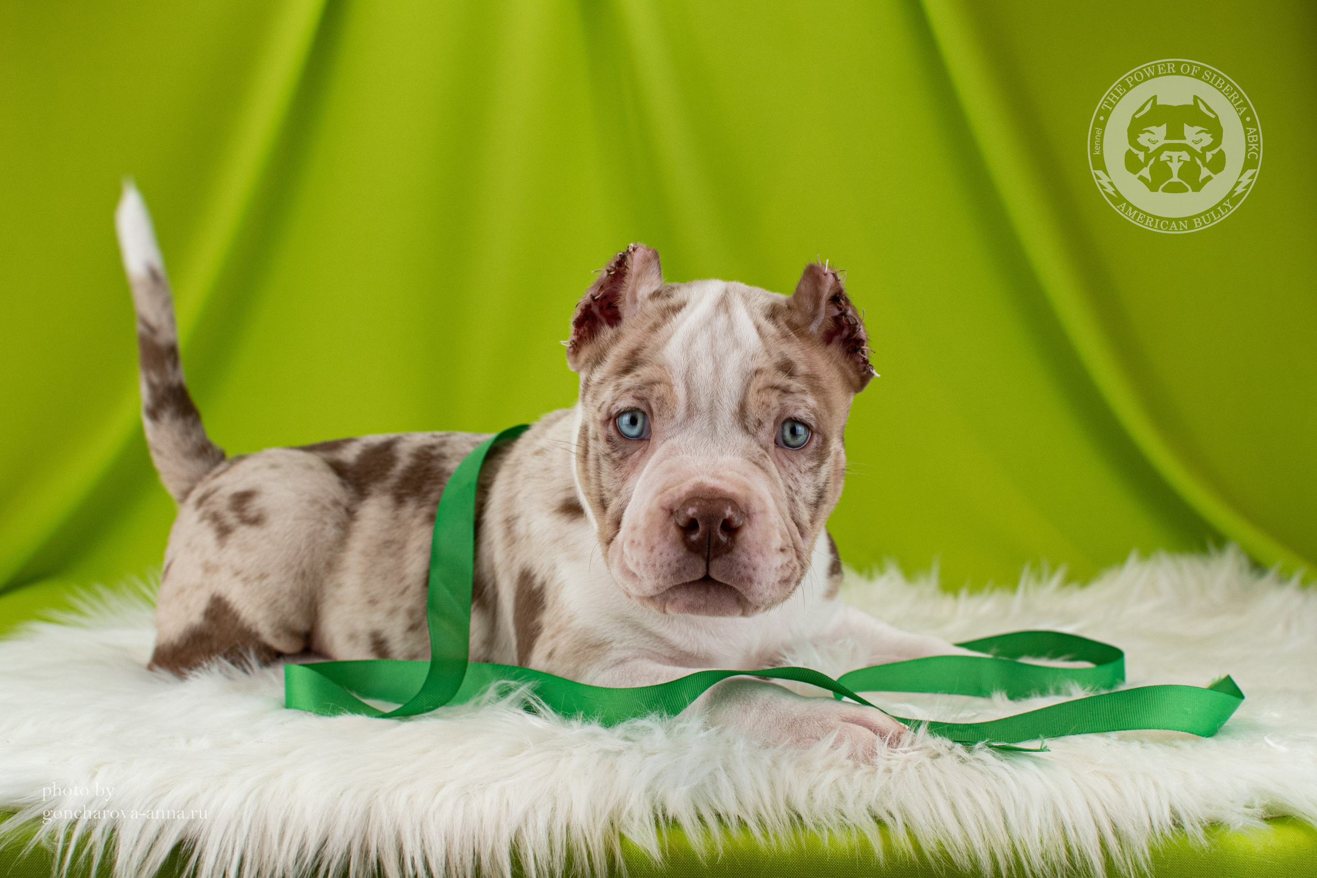 купить амбулли в Иркутске