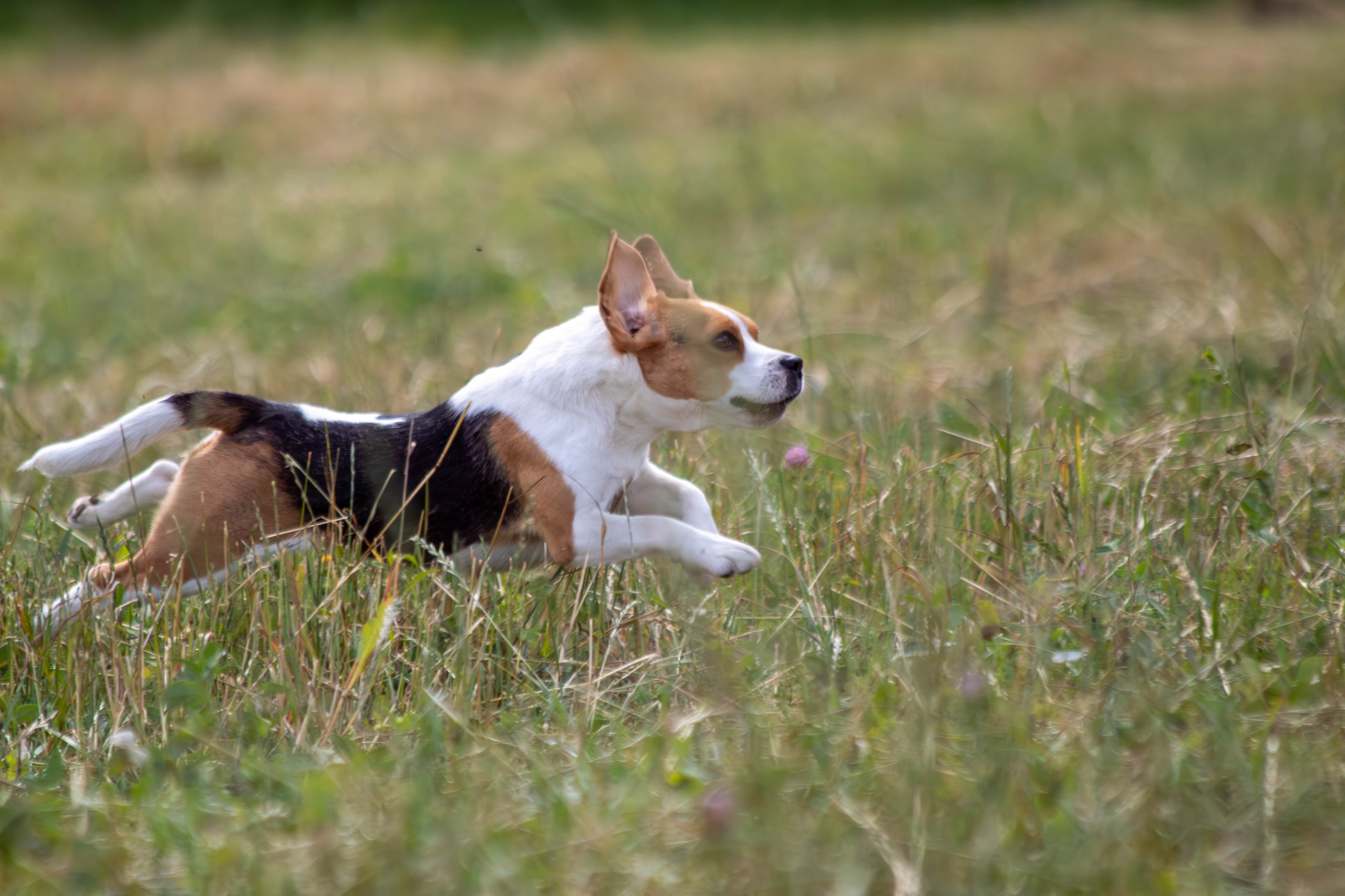 Охота как искусство Ясная поляна. Фотограф анималист — Тула, Москва