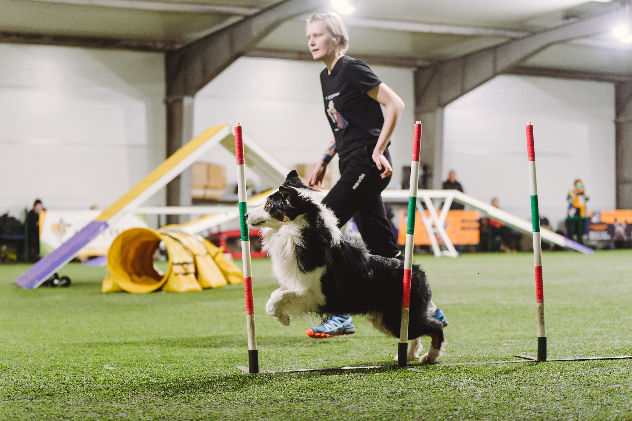 Гелий. BLGKV питомник собак