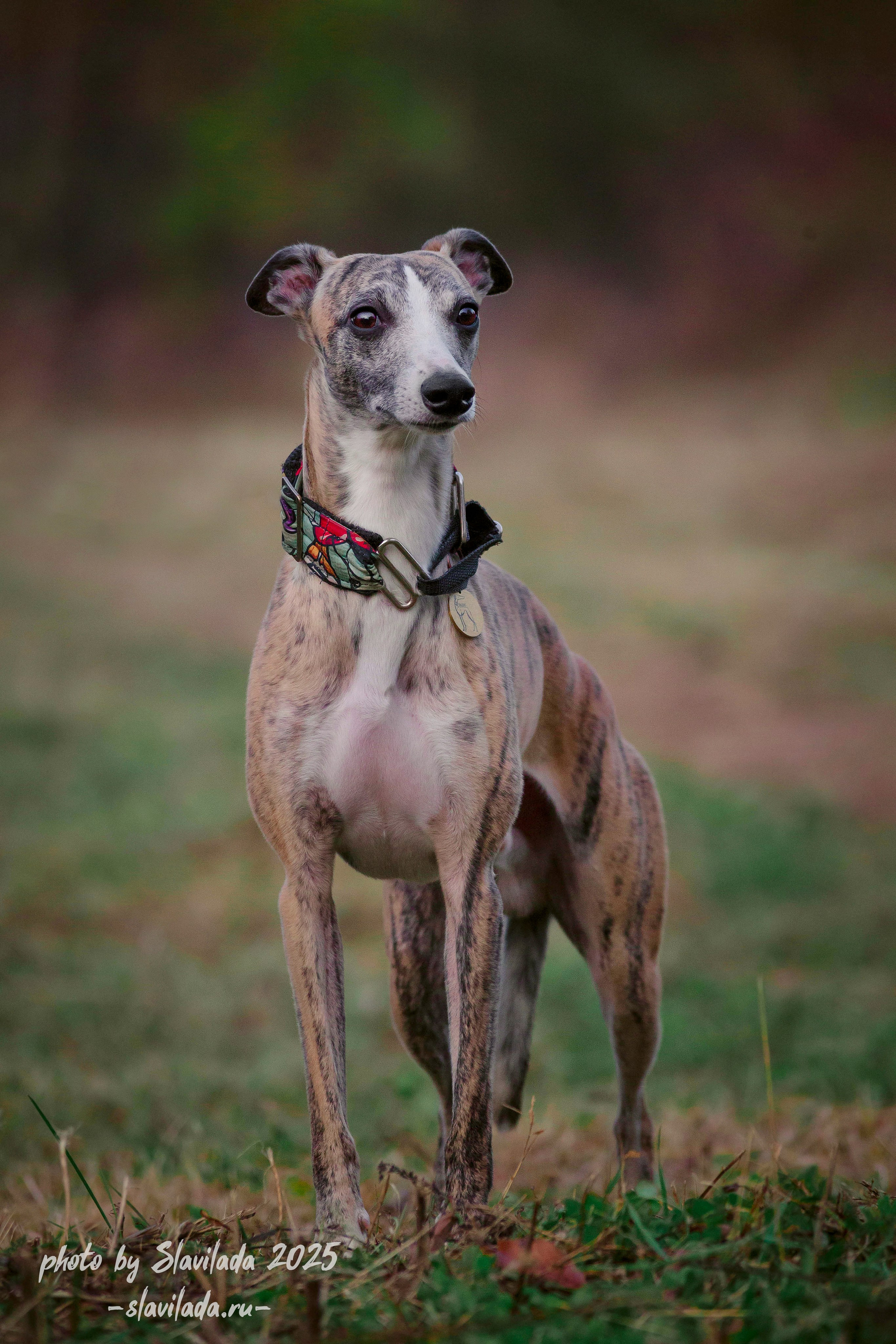 Рассвет. Slavilada-Лапки. Свет. Любовь… Профессиональная фотосессия питомцев Для памяти, пристройства и продажи. Хабаровск