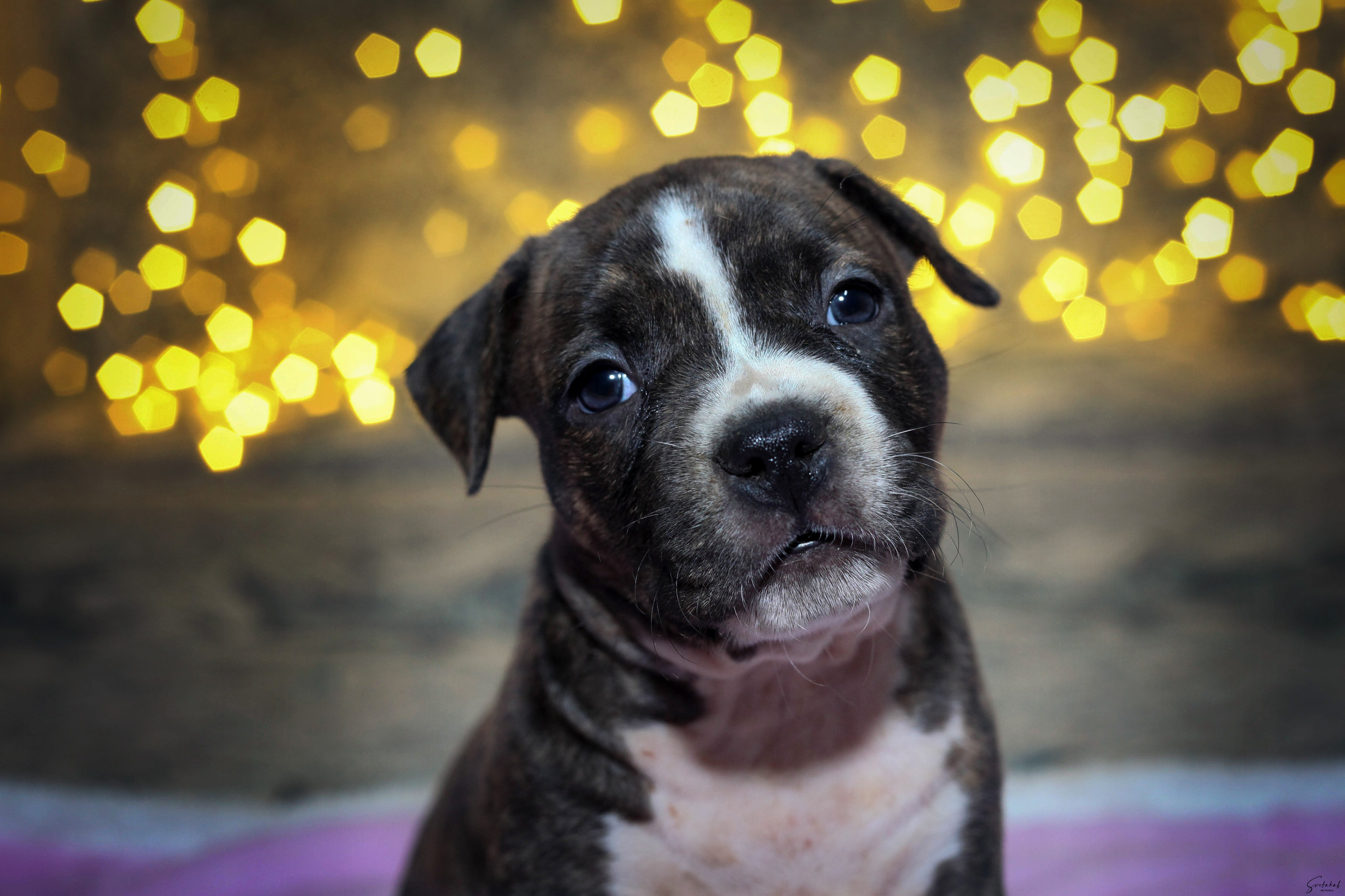 Щенки. Slavilada-Лапки. Свет. Любовь… Профессиональная фотосессия питомцев Для памяти, пристройства и продажи. Хабаровск