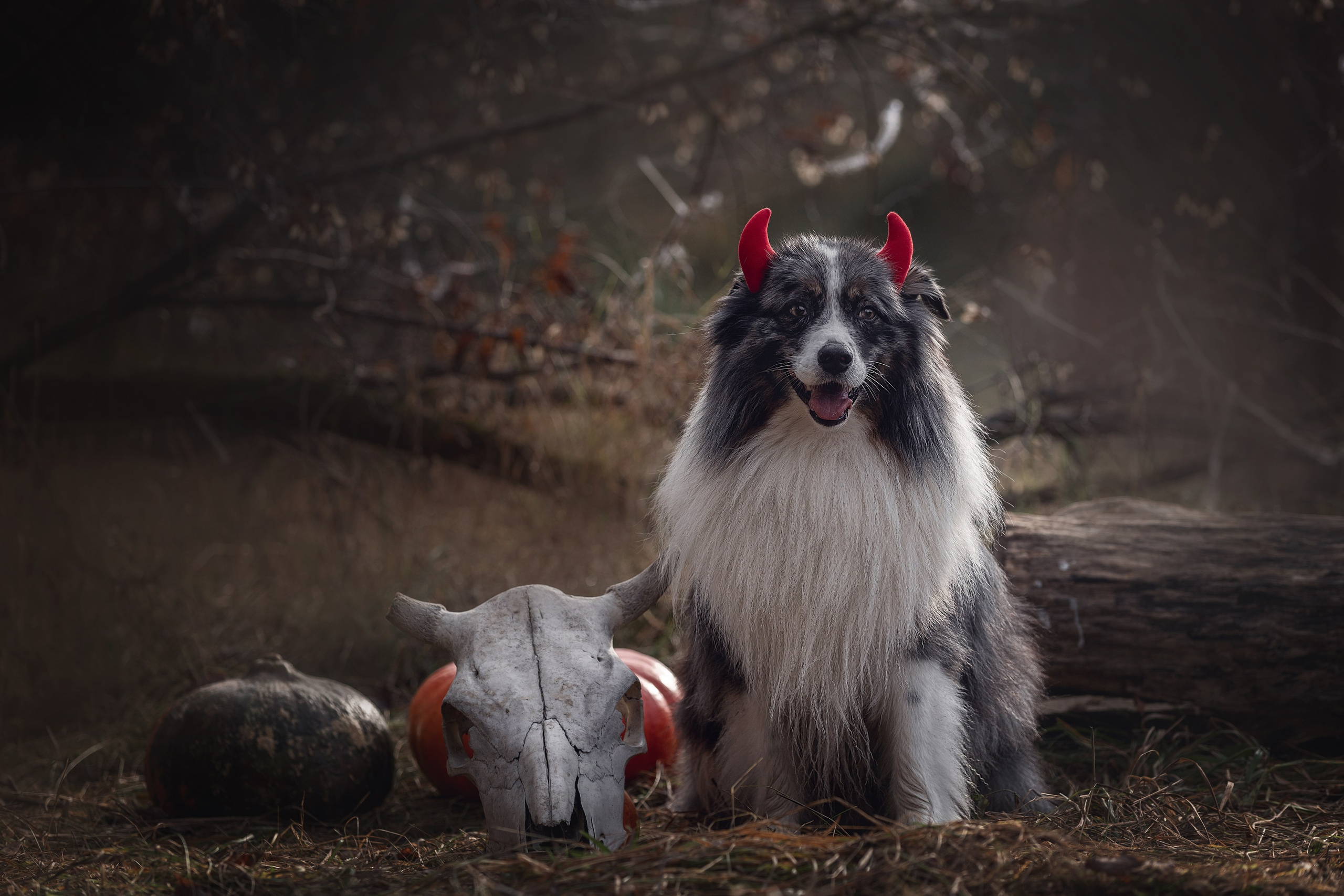 Фотодень «Хэллоуин» 2024. Фотограф-анималист в Калуге Мария Шерскова