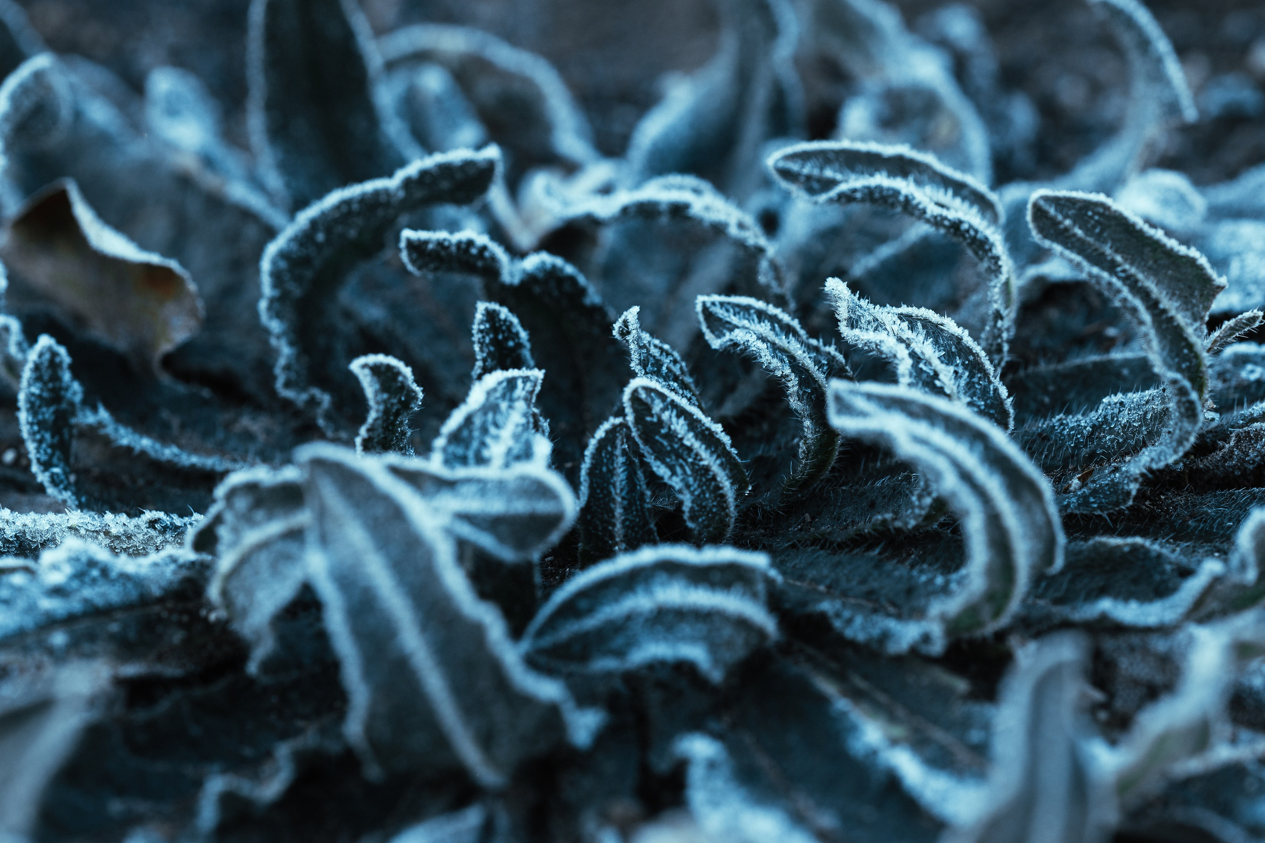 Projects. Oleg Kozachok — Photographer with Protanopia | Portraits, Texture & Light