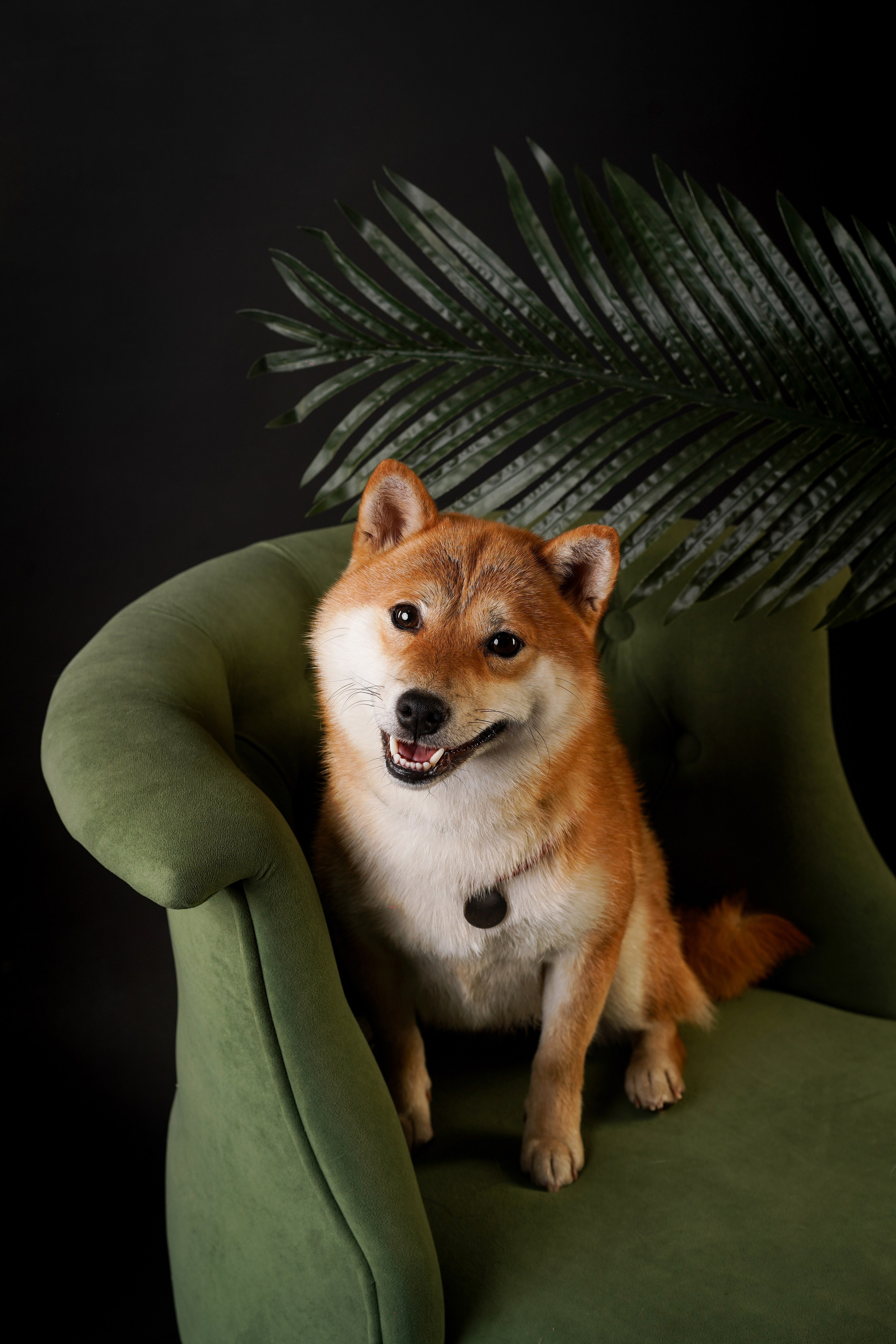 Фотограф-анималист в Санкт-Петербурге Яна Мартынова