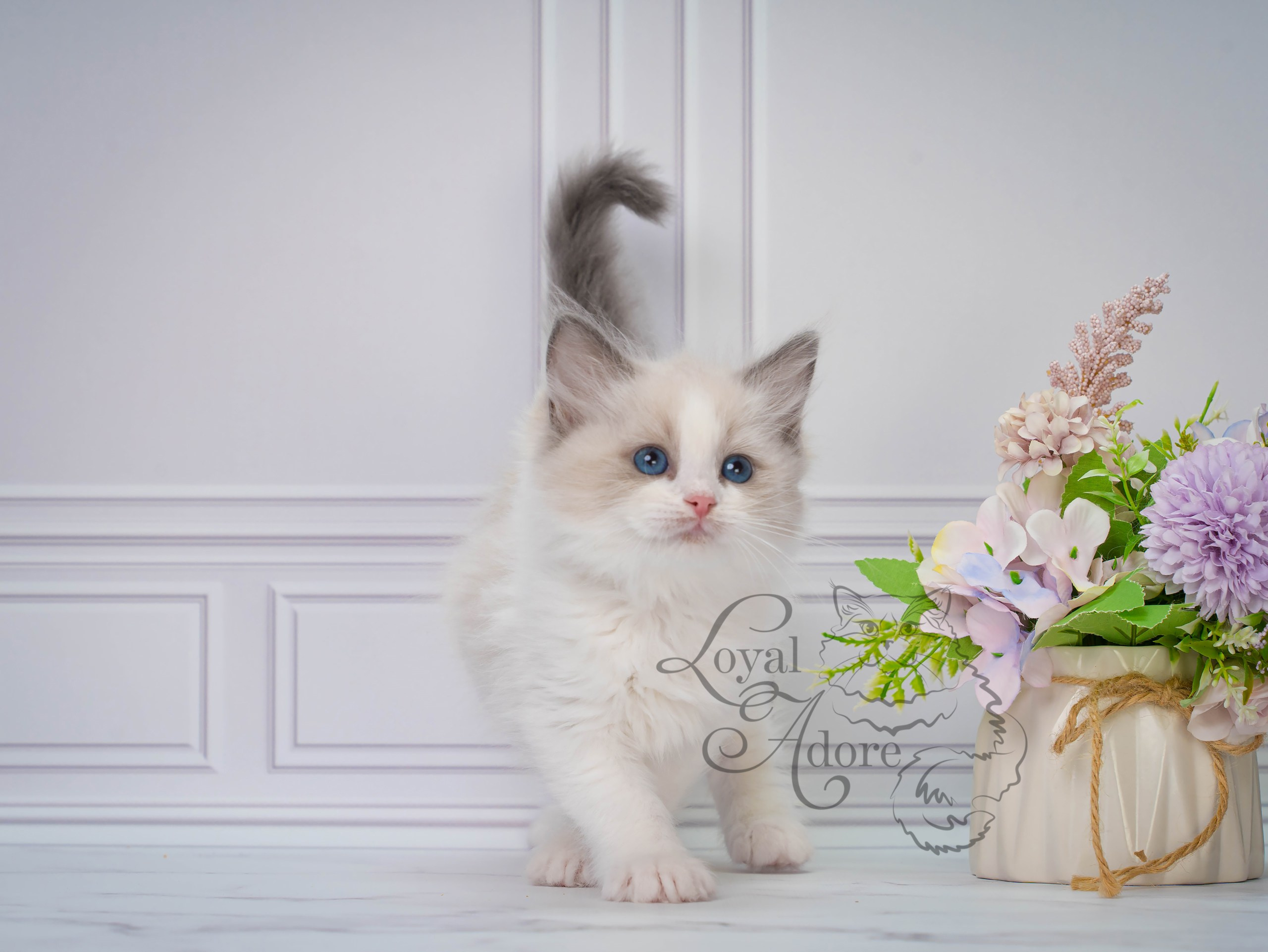 Все свободные котята. Питомник рэгдолл Loyal Adore