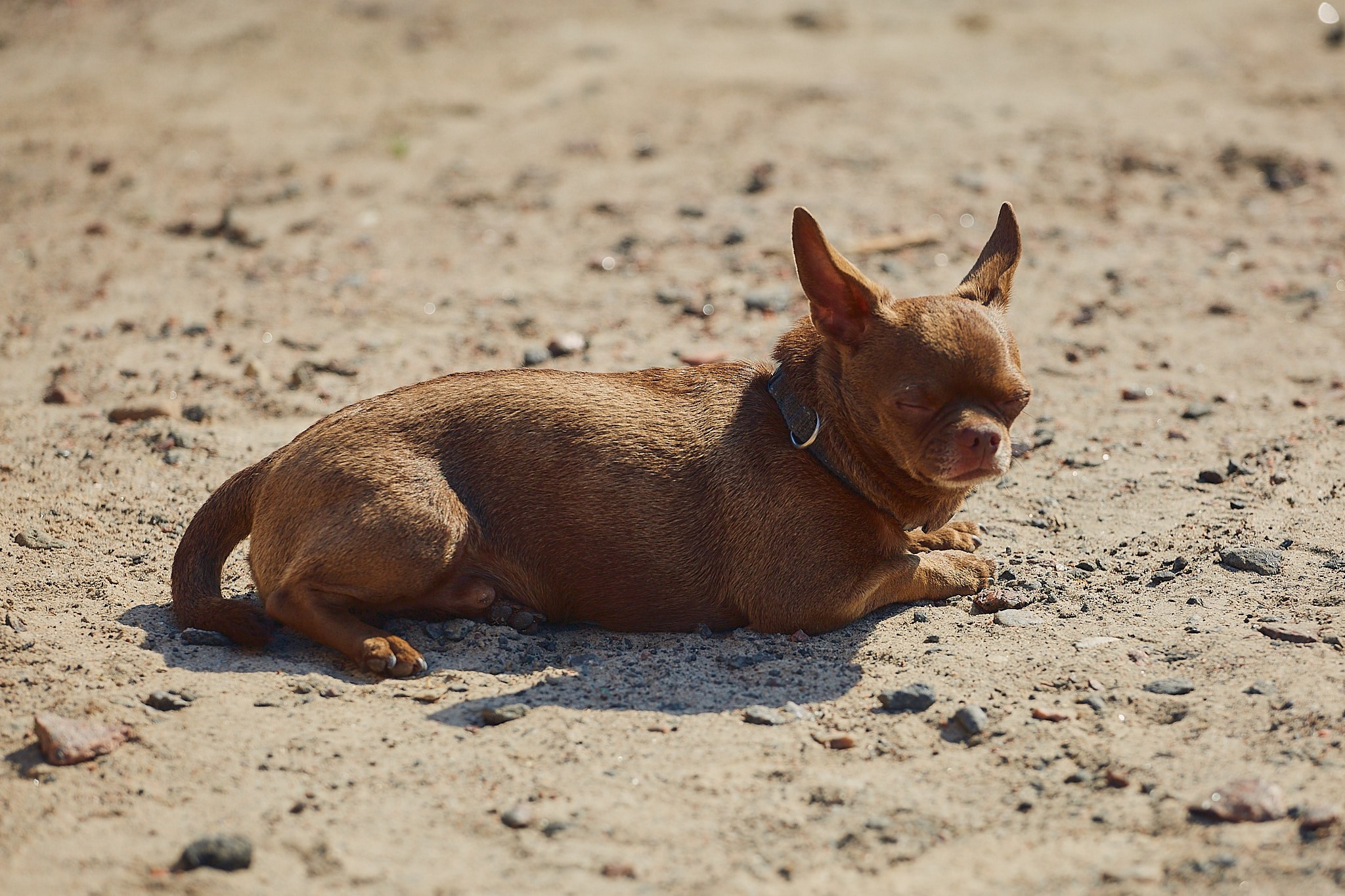 Конкур в Берегине