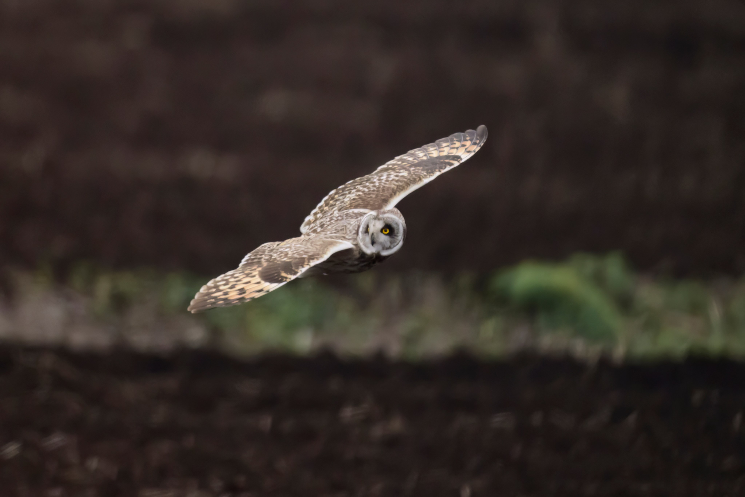 Охота совы и другая живность. Фотограф Сергей Пупонин