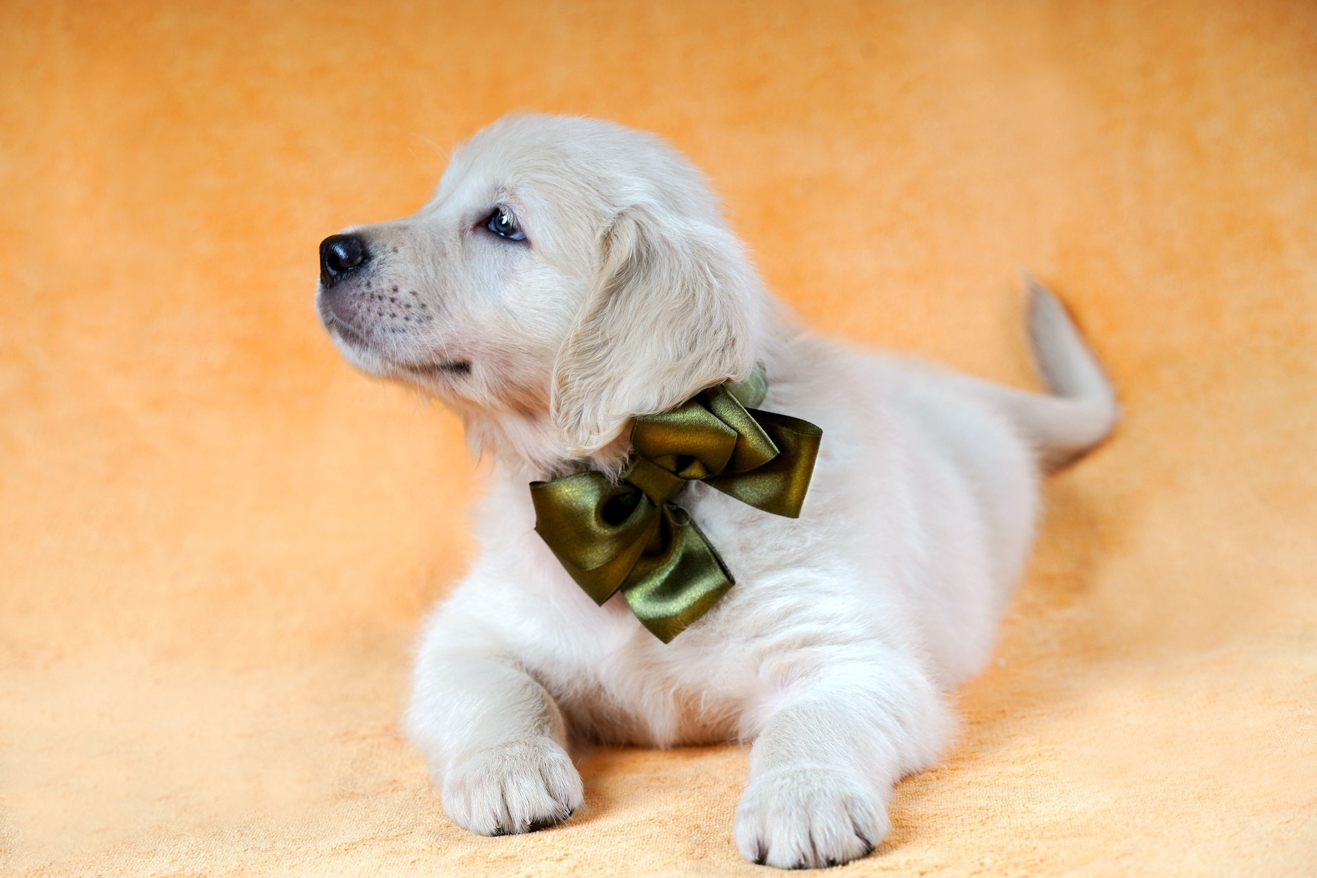 съемка собак, съемка щенков , съемка собак для авито, съемка щенков для авито, грумминг, фотограф животных. фотограф собак,съемка собак Нижний Новгород, съемка собак Бор,