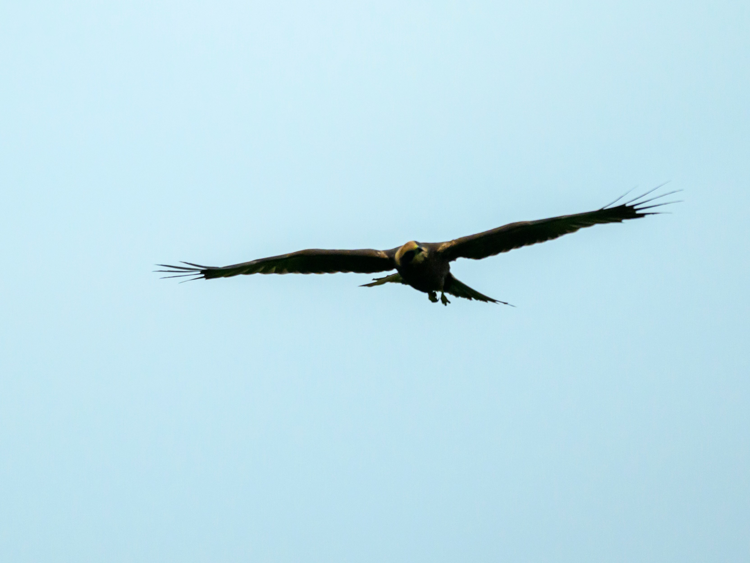 Сова и лунь. The Owl and the Harrier. Wildlife photography by Sergey Puponin