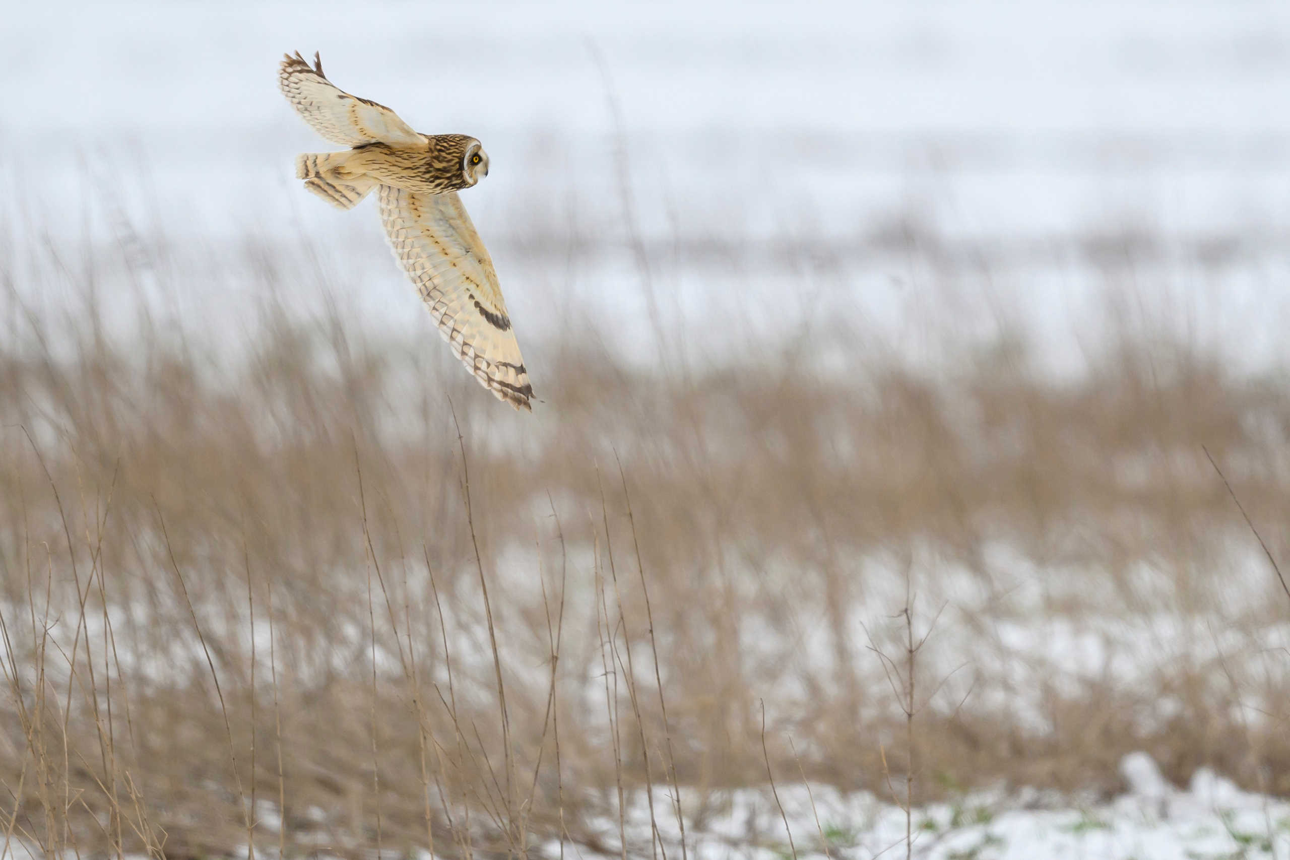 Снегопад. Wildlife photography by Sergey Puponin