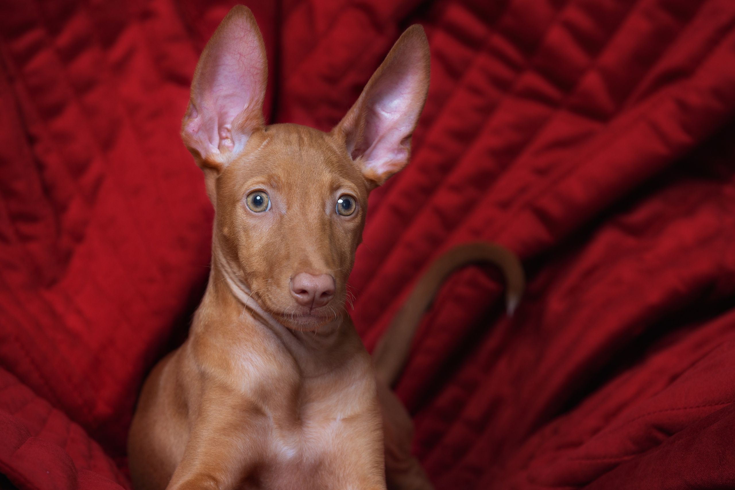 Фотограф Алена Звездина