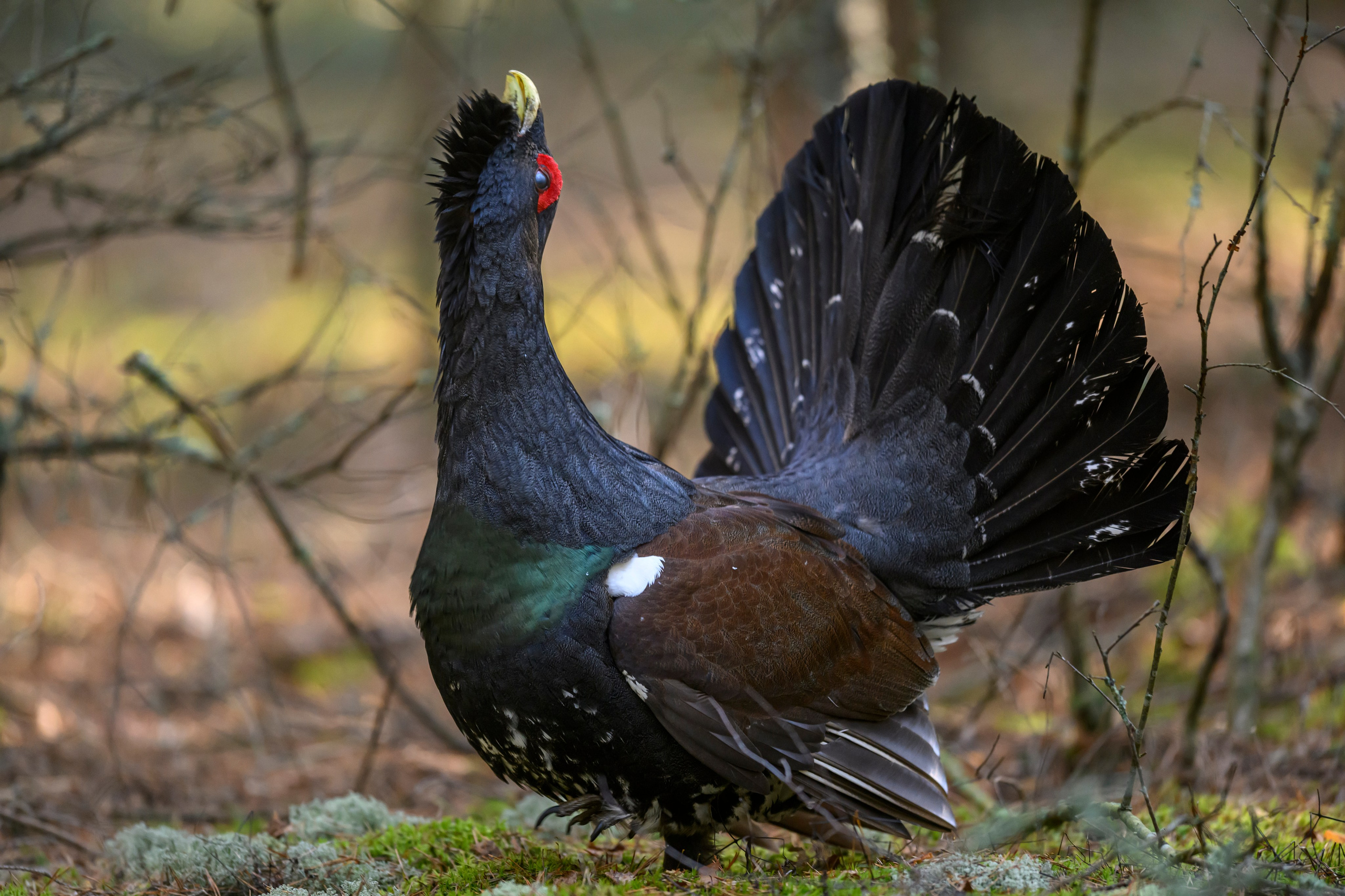Глухарь / Wood grouse. Фотограф Сергей Пупонин