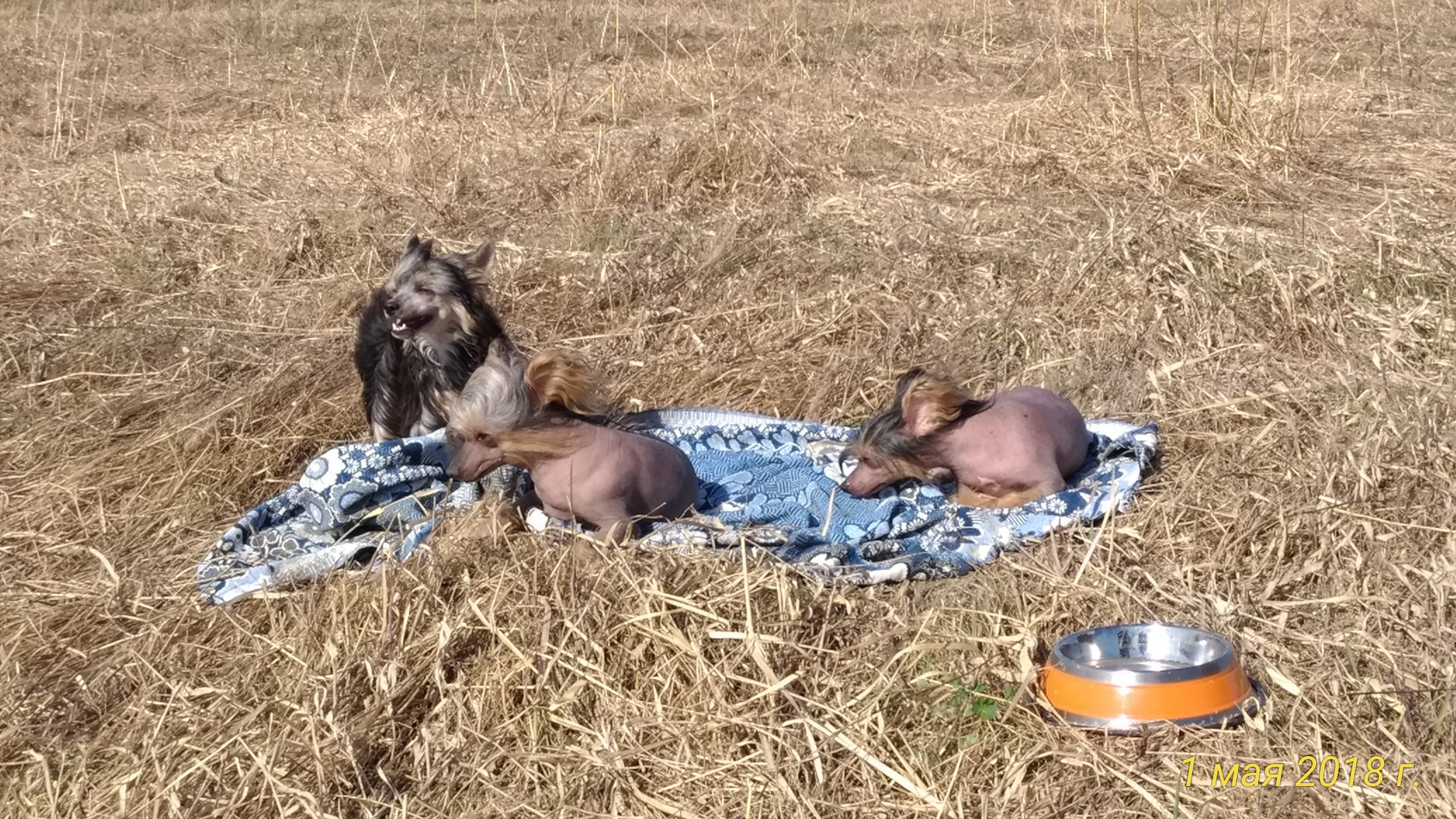 Adventure May 1, 2018 or a nursery on a walk. Chinese Crested Dog Kennel Poale Ell