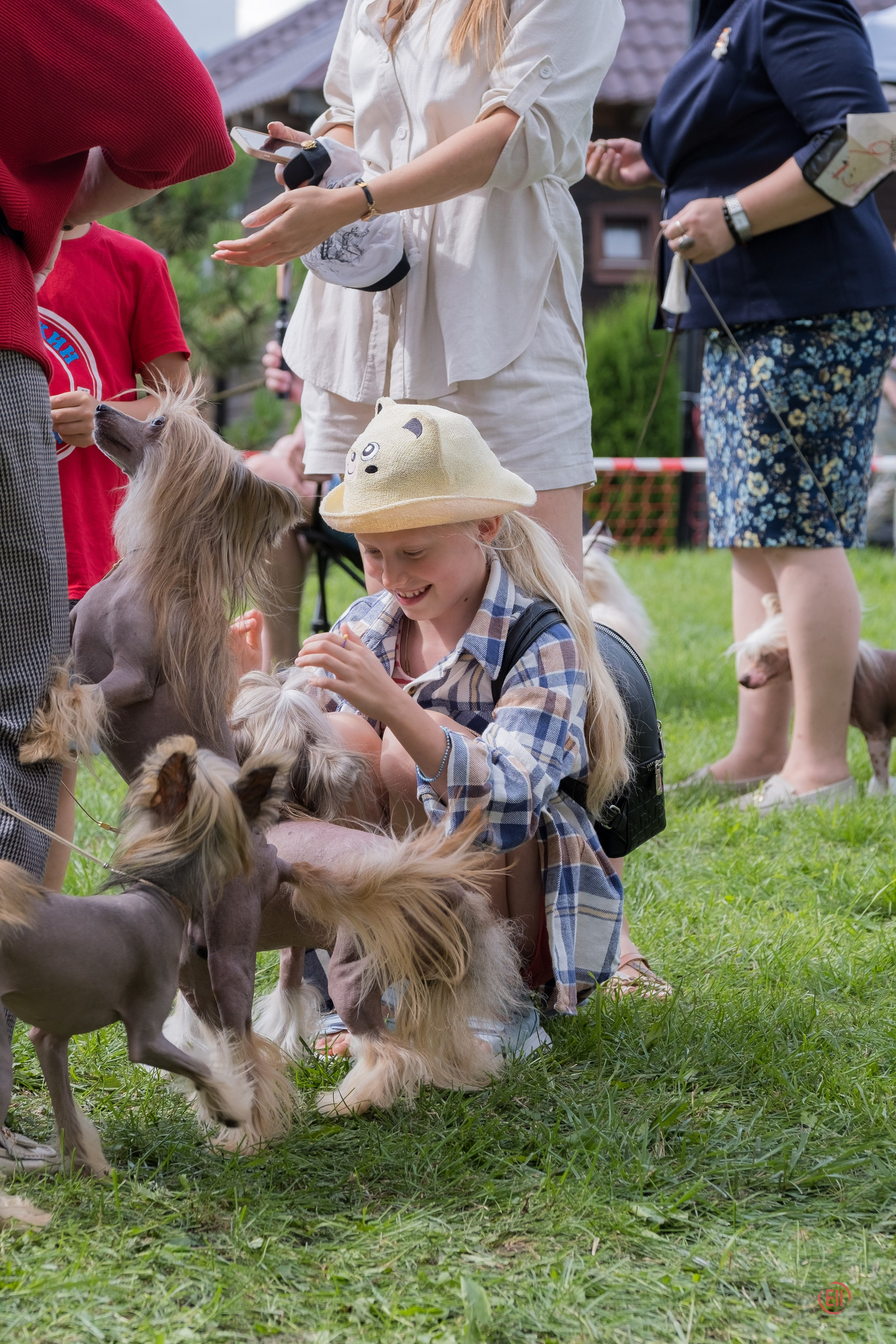 Липецк. Выставка собак. Питомник китайских хохлатых собак Poale Ell: купить щенка
